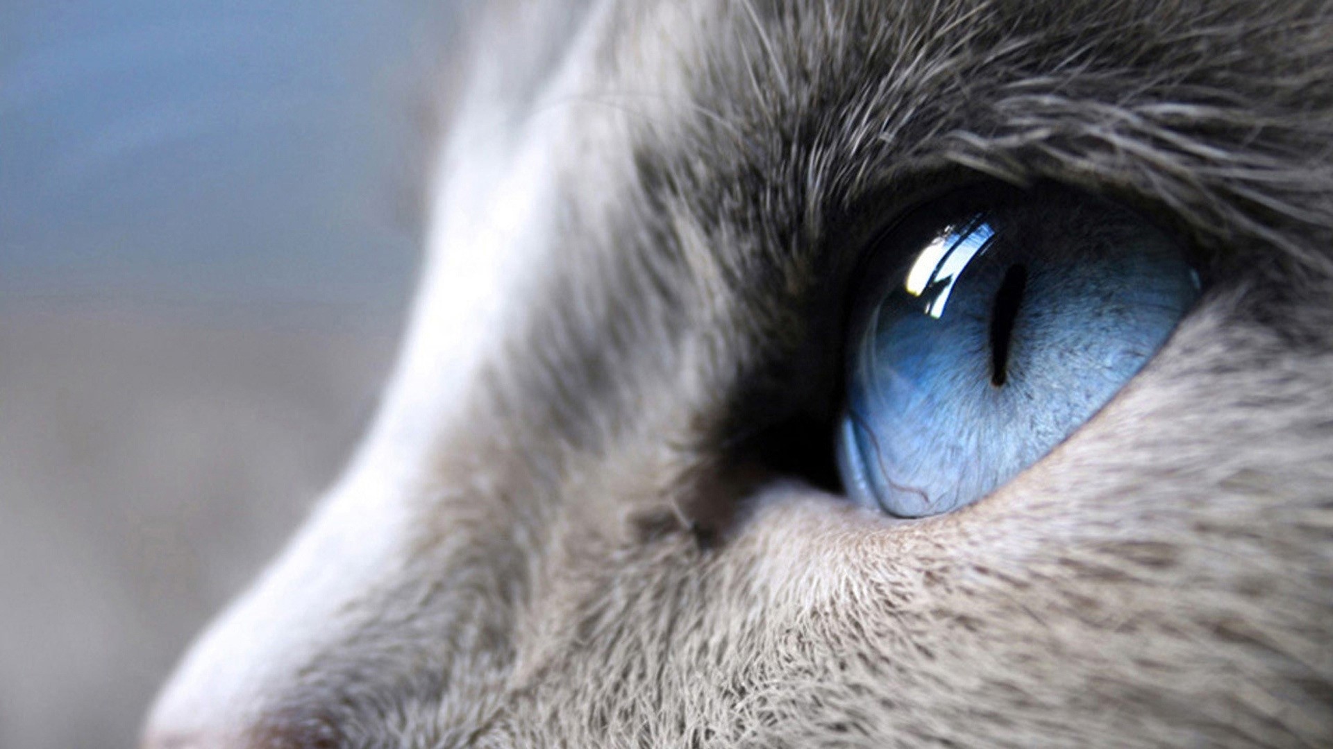 Close-up of a cat's blue eye HD Wallpaper