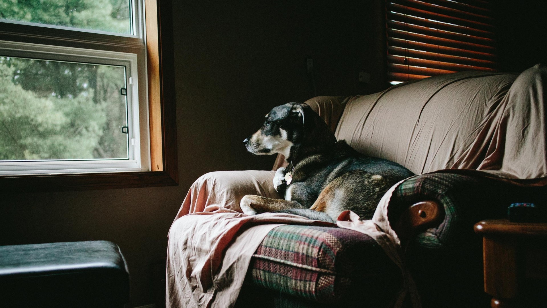 Dog looking out a window from a couch HD Wallpaper