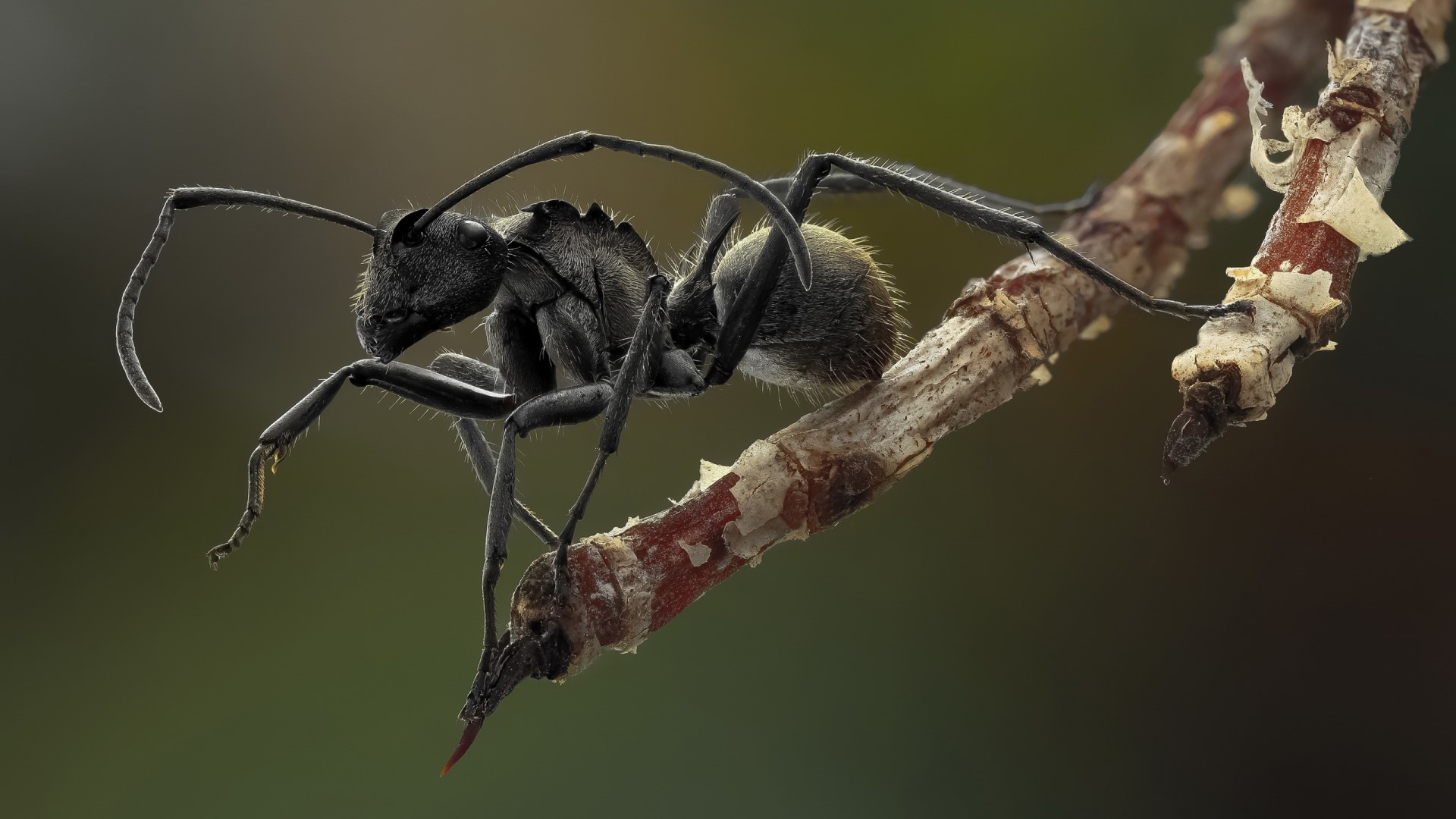 Black Ant on a Branch Macro Closeup HD Wallpaper