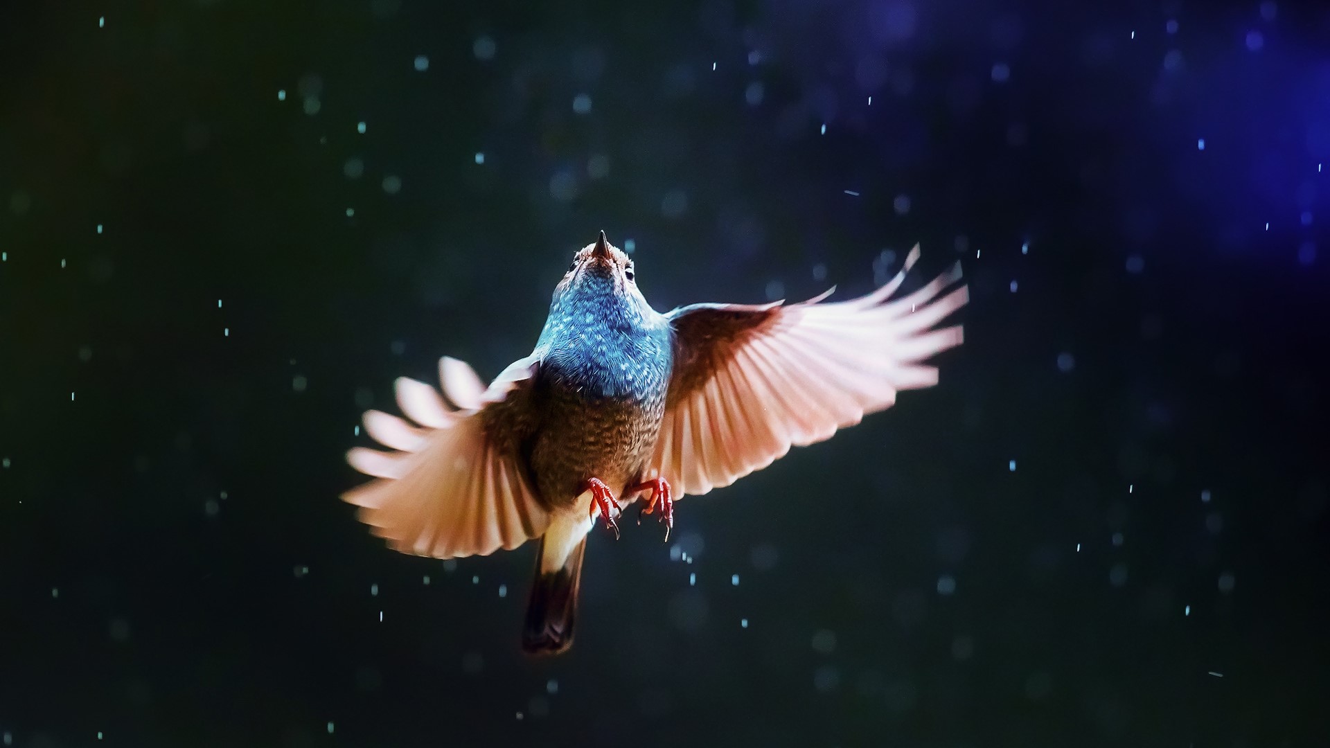 Bird in flight with rain HD Wallpaper