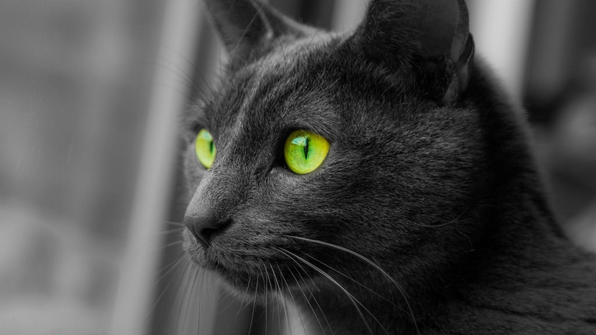 Close-up of a black cat with bright green eyes HD Wallpaper