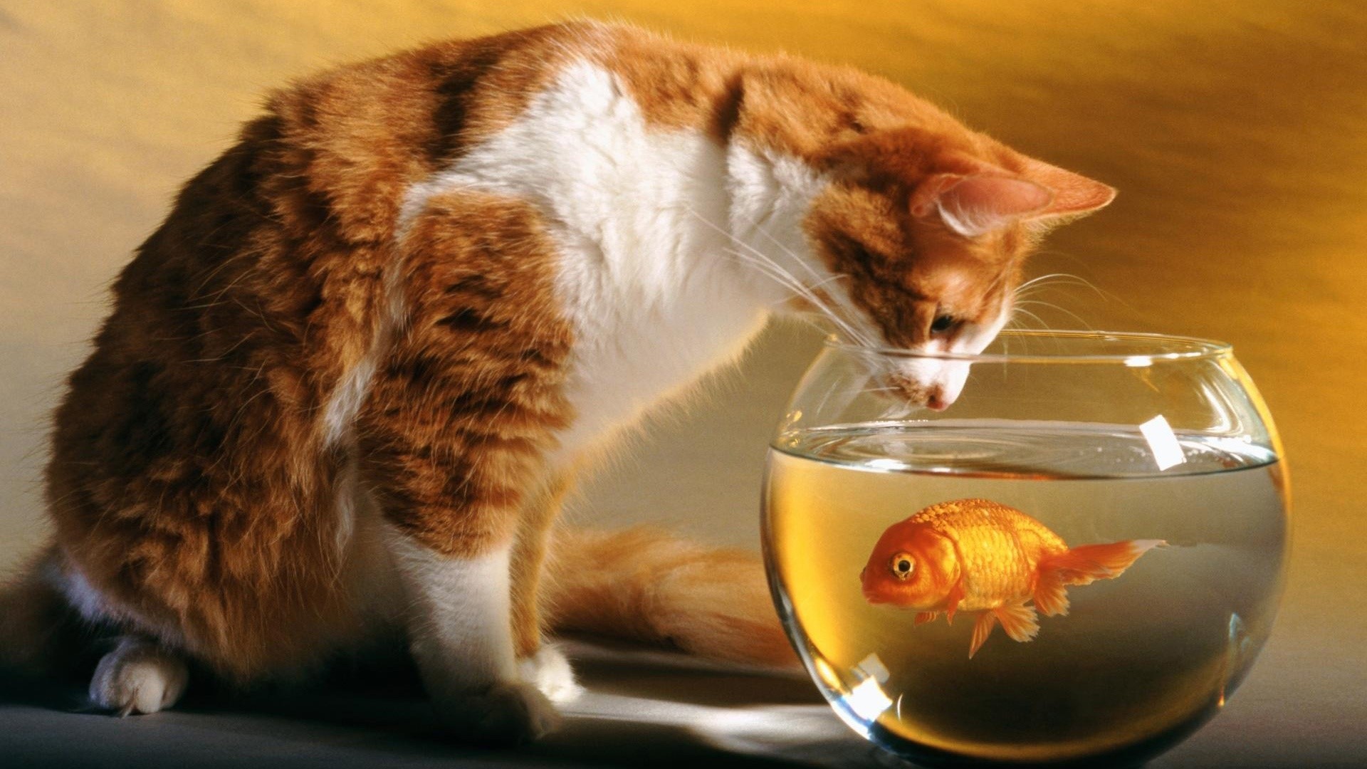 Orange and white cat looking at goldfish in a bowl HD Wallpaper