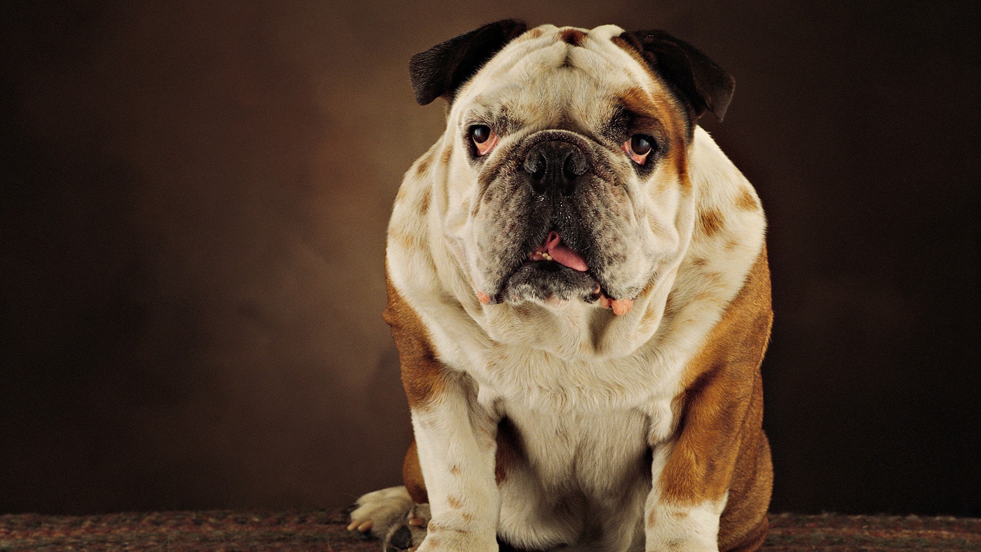 English Bulldog sitting against a brown background HD Wallpaper