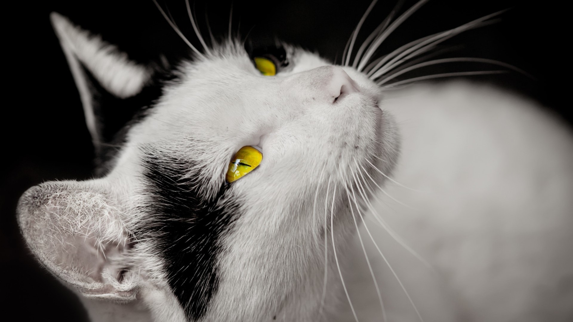 Close-up of a black and white cat with yellow eyes HD Wallpaper