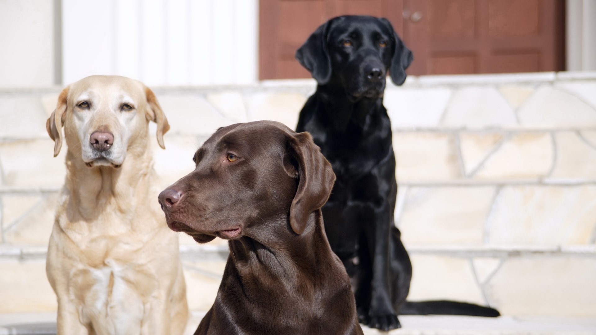 Three Labradors: Yellow, Chocolate, and Black HD Wallpaper