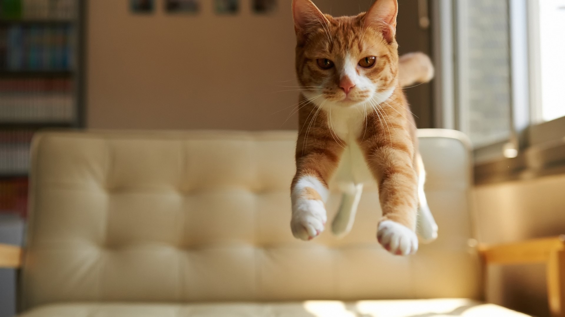 Orange cat jumping in front of a couch HD Wallpaper
