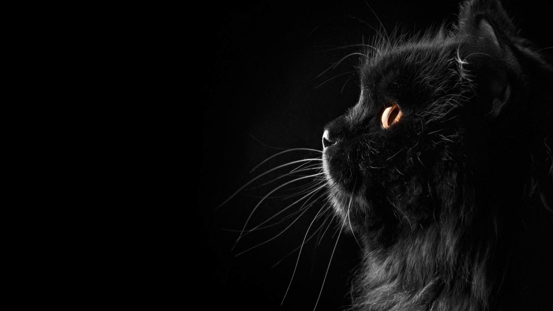 Black Persian Cat with Orange Eyes HD Wallpaper