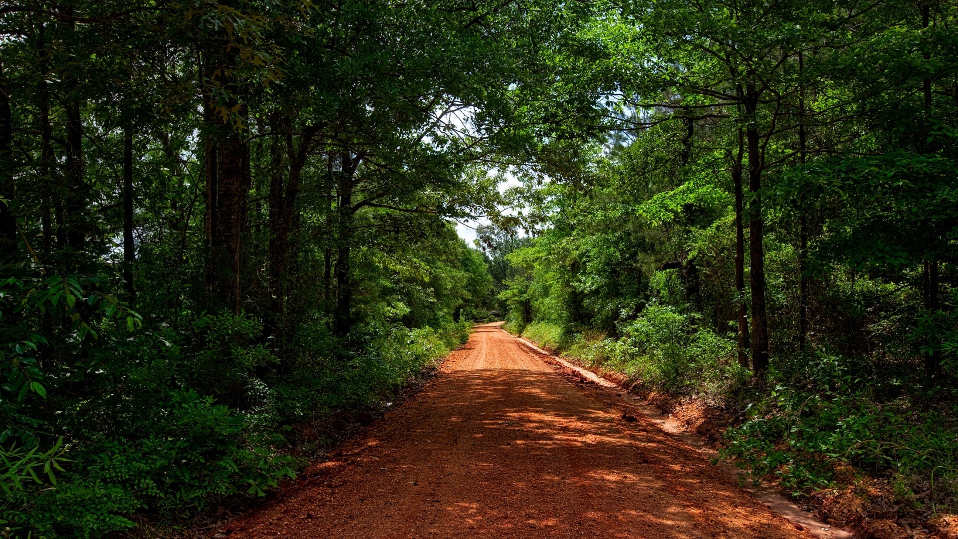 Dirt road through a green forest HD Wallpaper