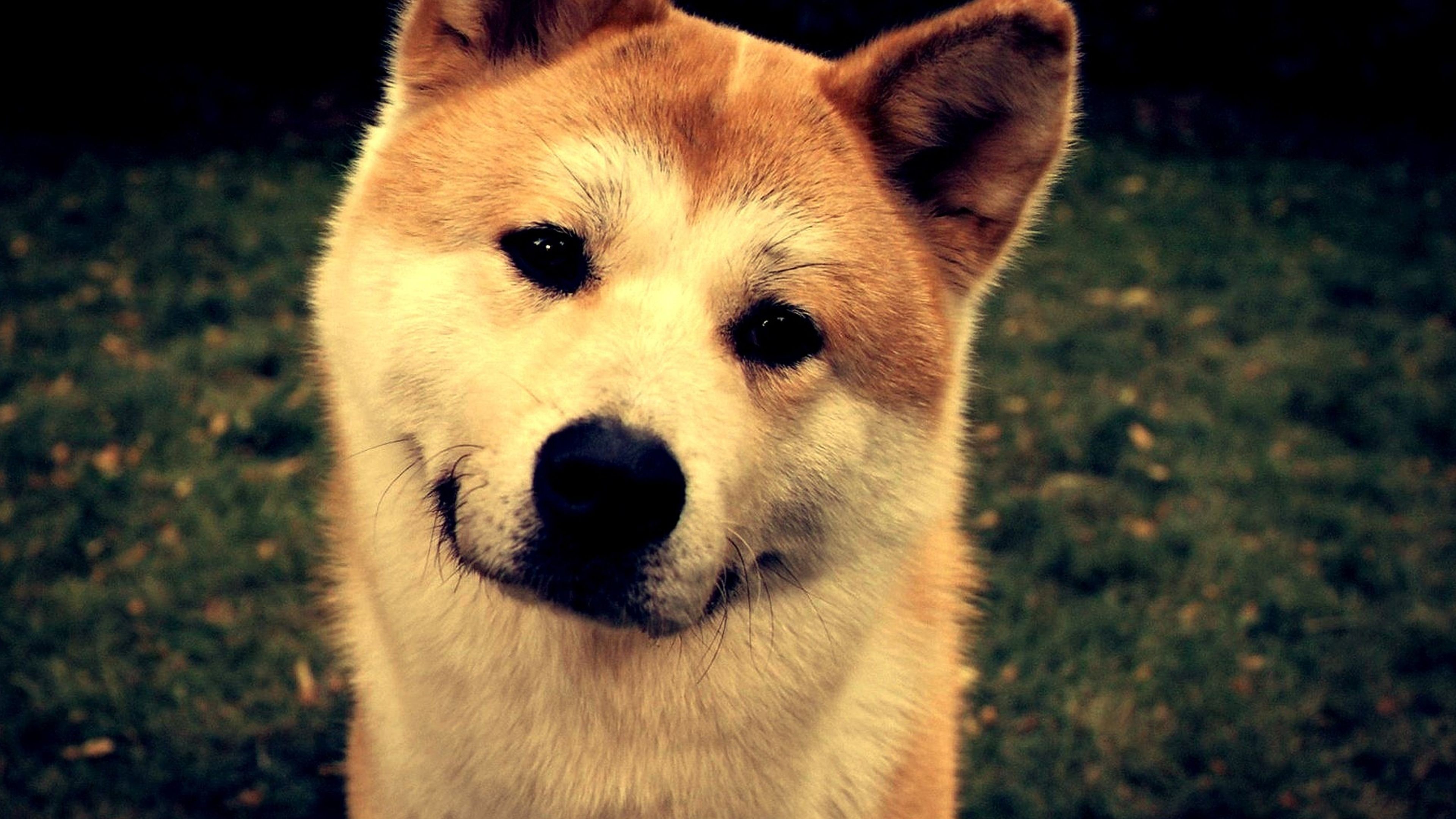 Innocent Shiba Inu Dog HD Wallpaper