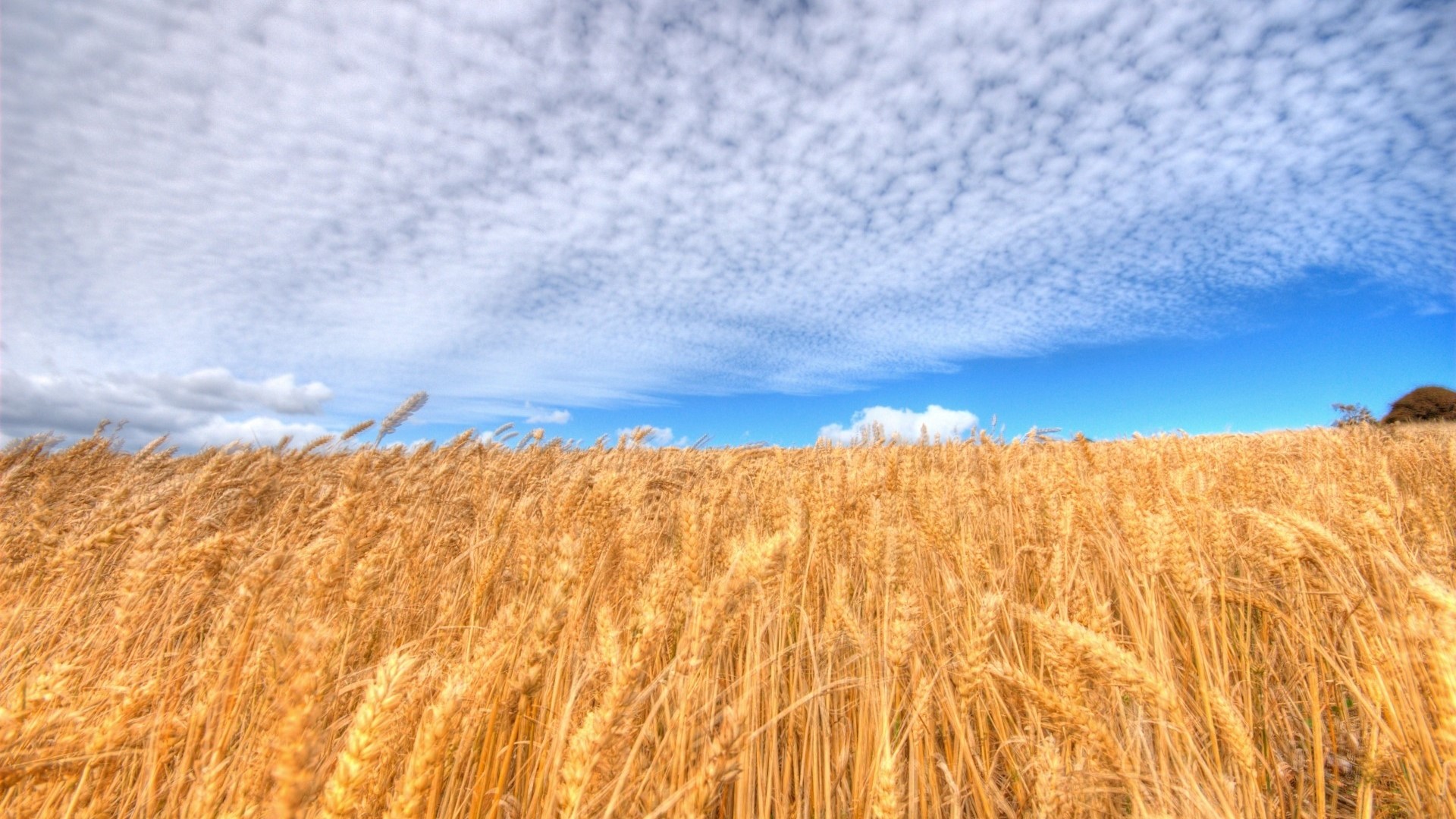 Wheat field under a cloudy blue sky HD Wallpaper