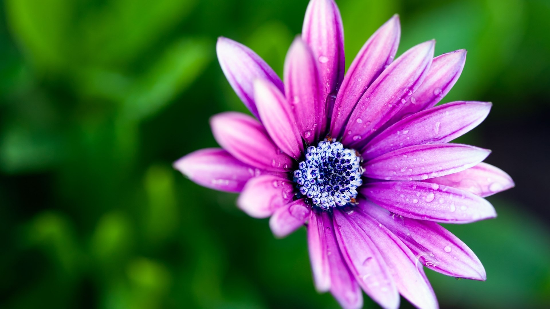 Close-up of a wet purple daisy flower HD Wallpaper