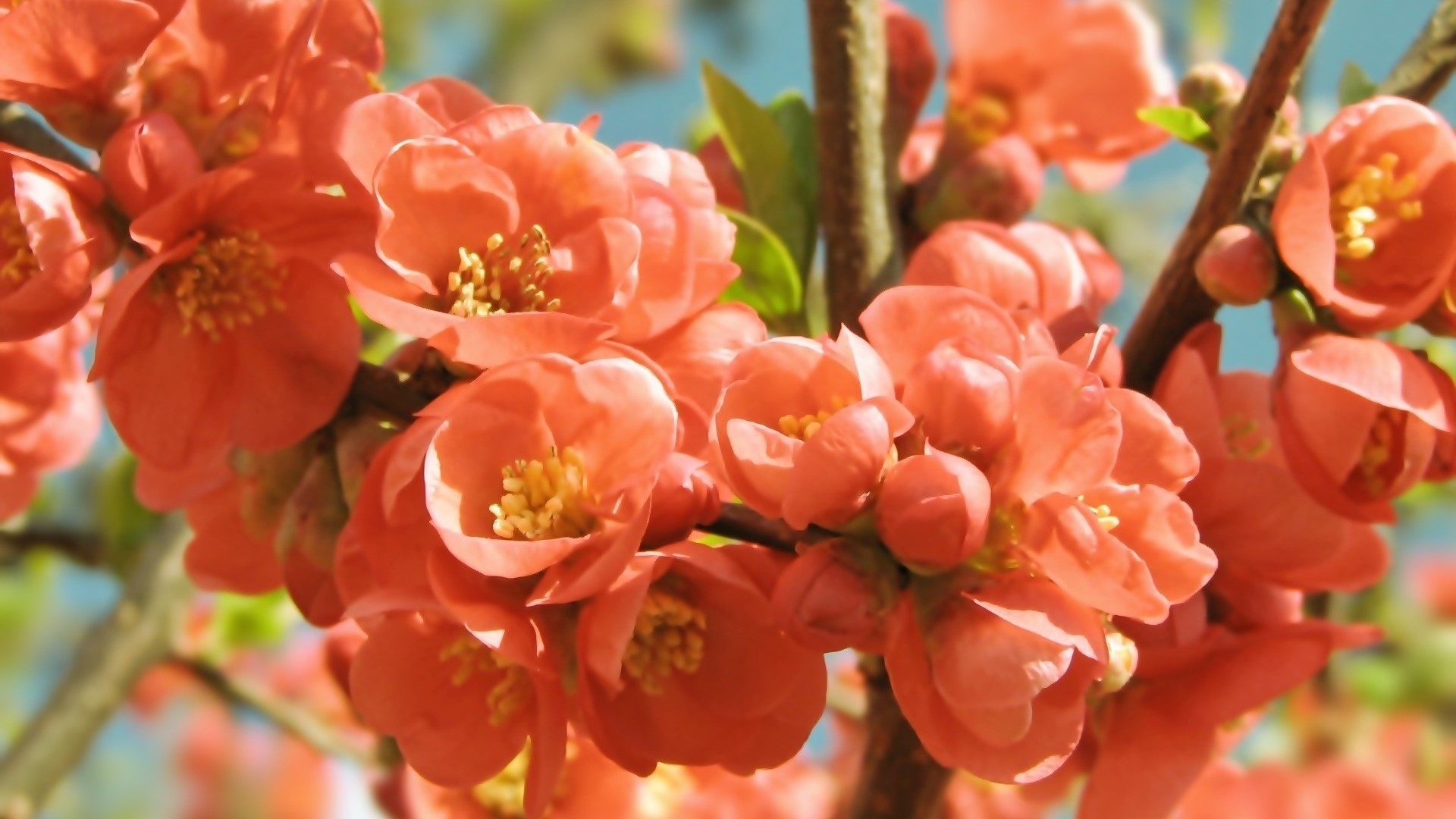 Close-up of Coral Flowers in Spring HD Wallpaper