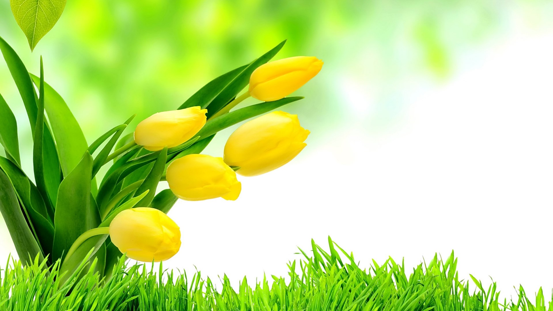 Yellow Tulips in Green Grass HD Wallpaper
