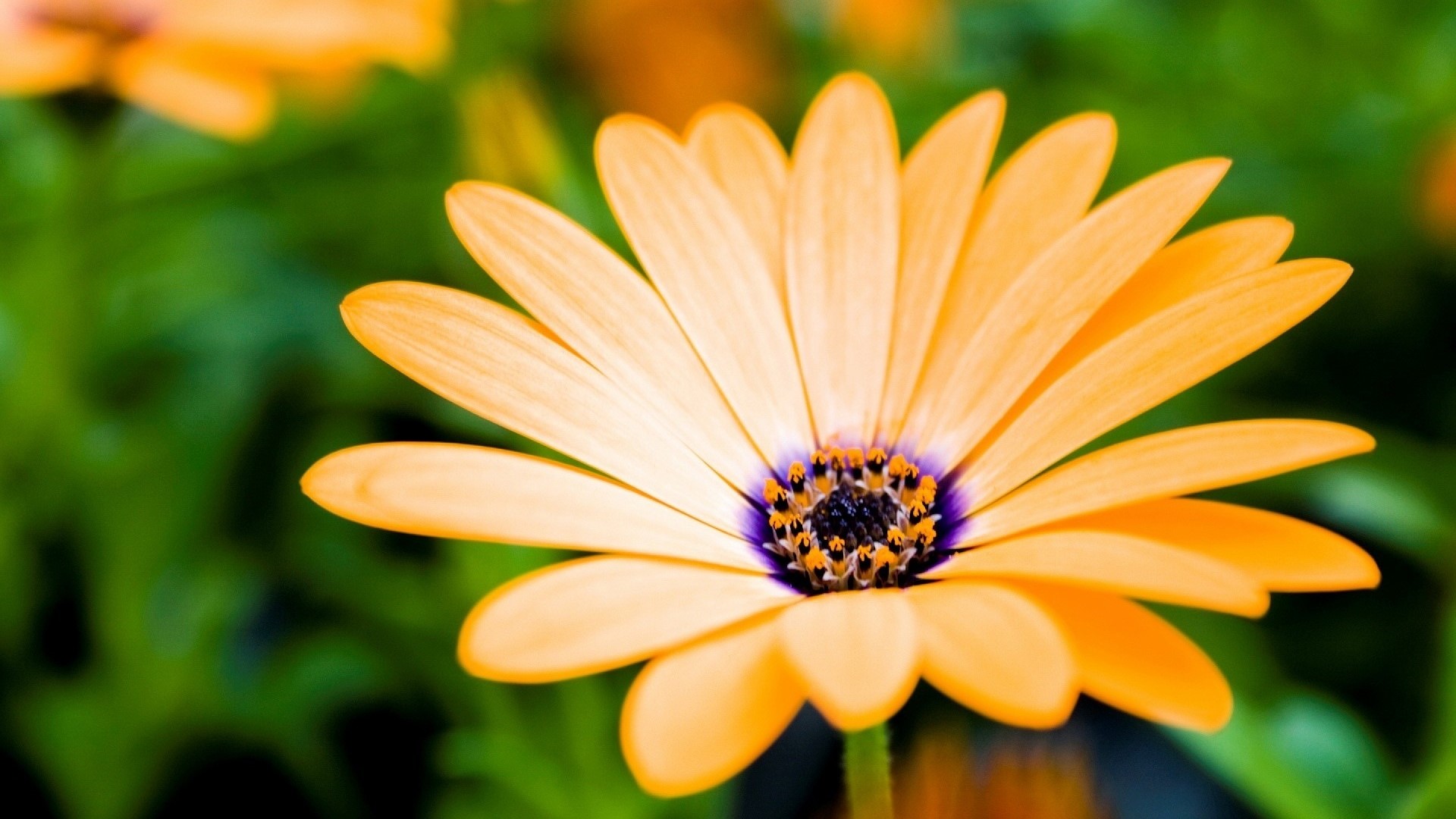 Orange daisy with purple center and green background HD Wallpaper