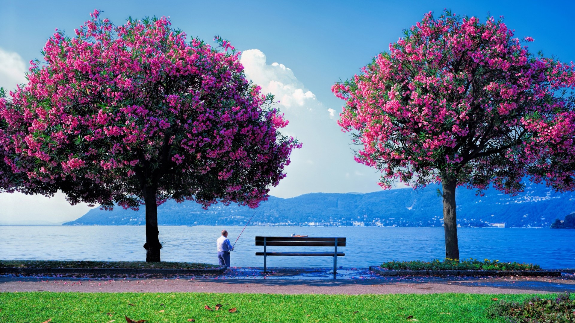 Spring fishing scene by the lake with flowering trees HD Wallpaper