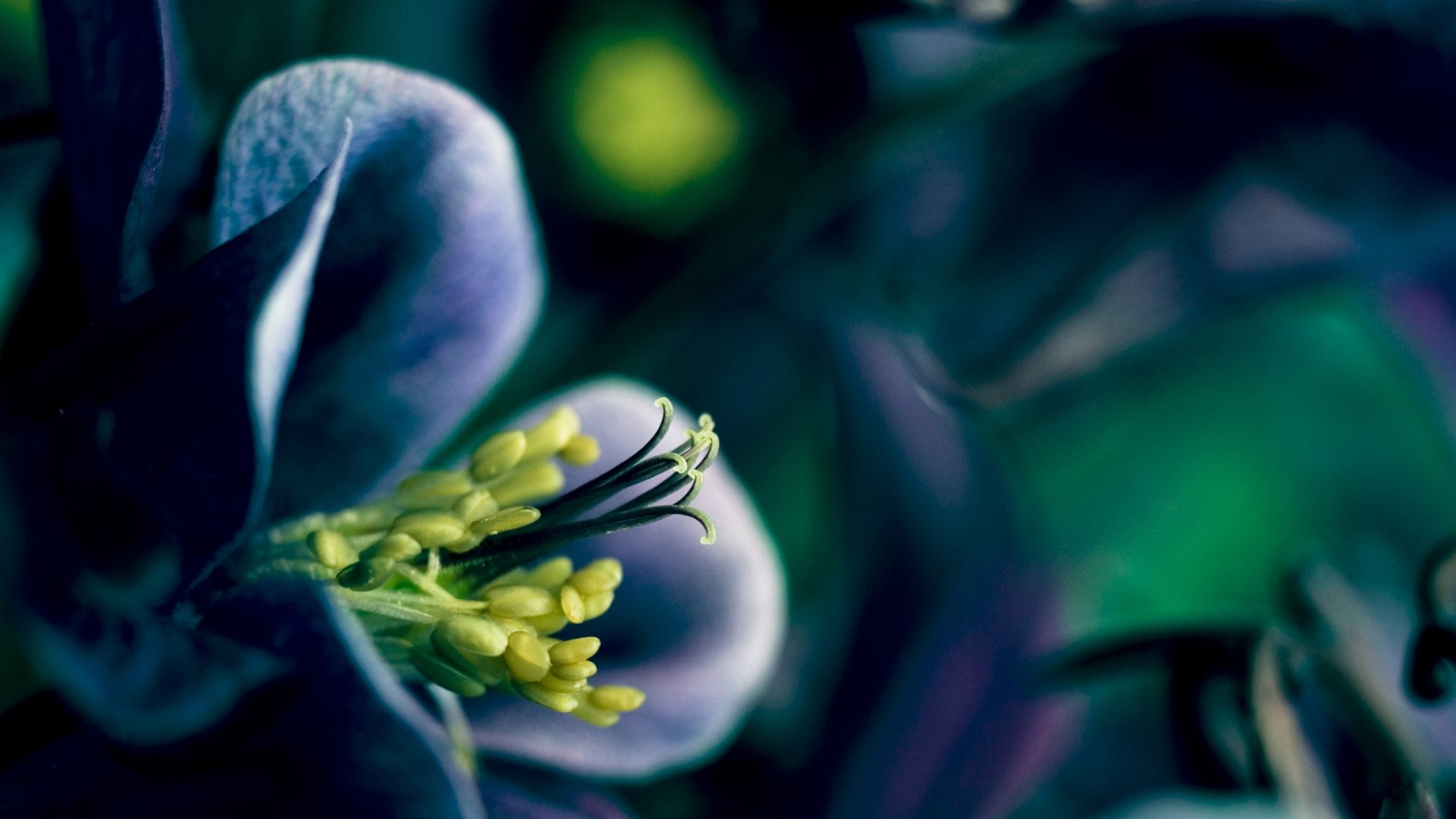 Close-up of a purple flower with yellow stamens HD Wallpaper