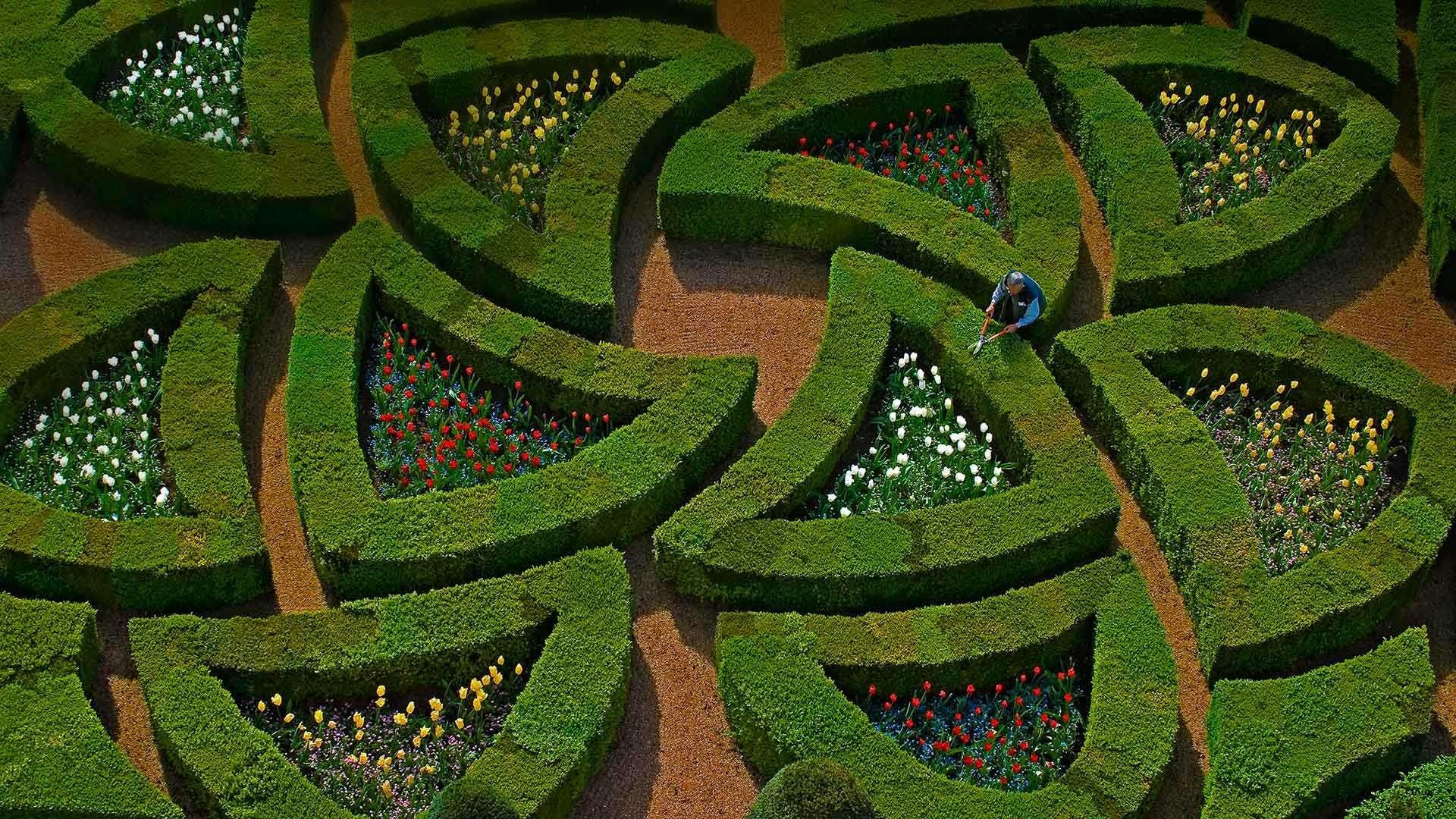 Gardener tending to geometric flower beds at Villandry Castle Gardens HD Wallpaper
