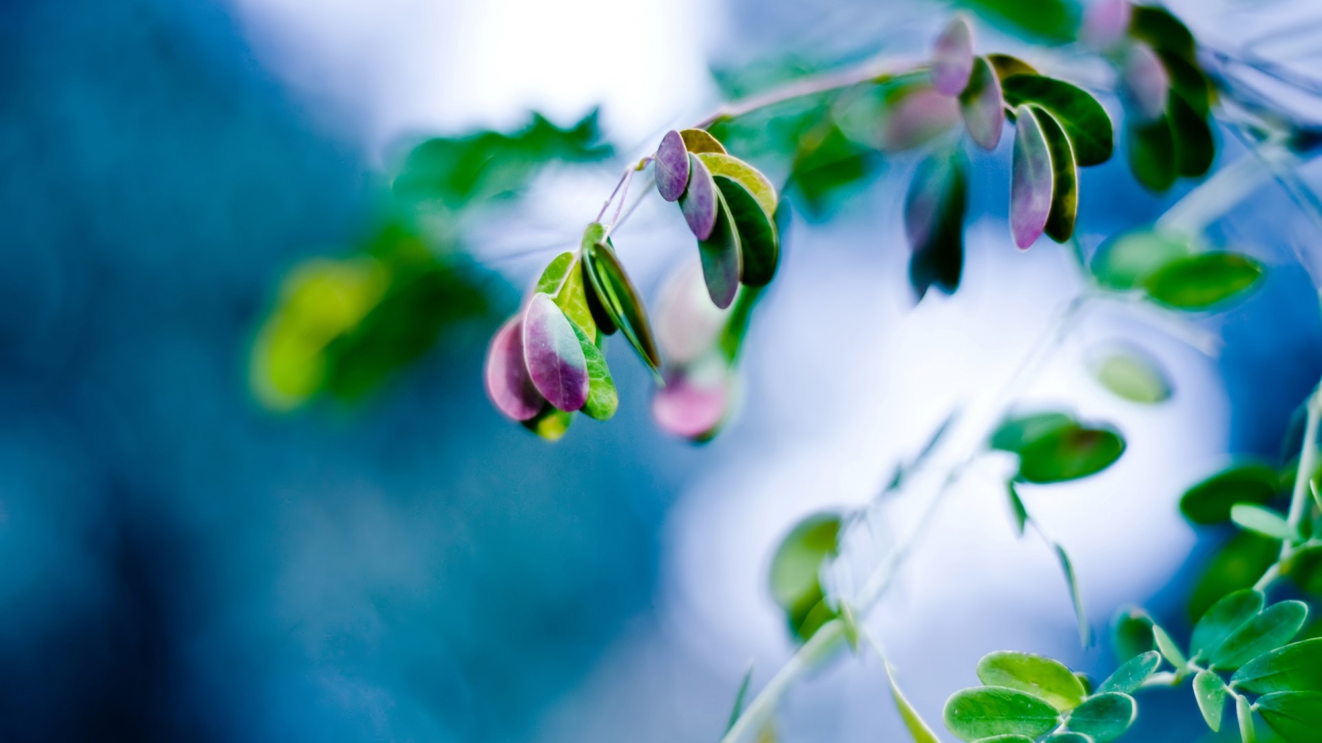 Close-up of Moringa leaves with blurred blue background HD Wallpaper