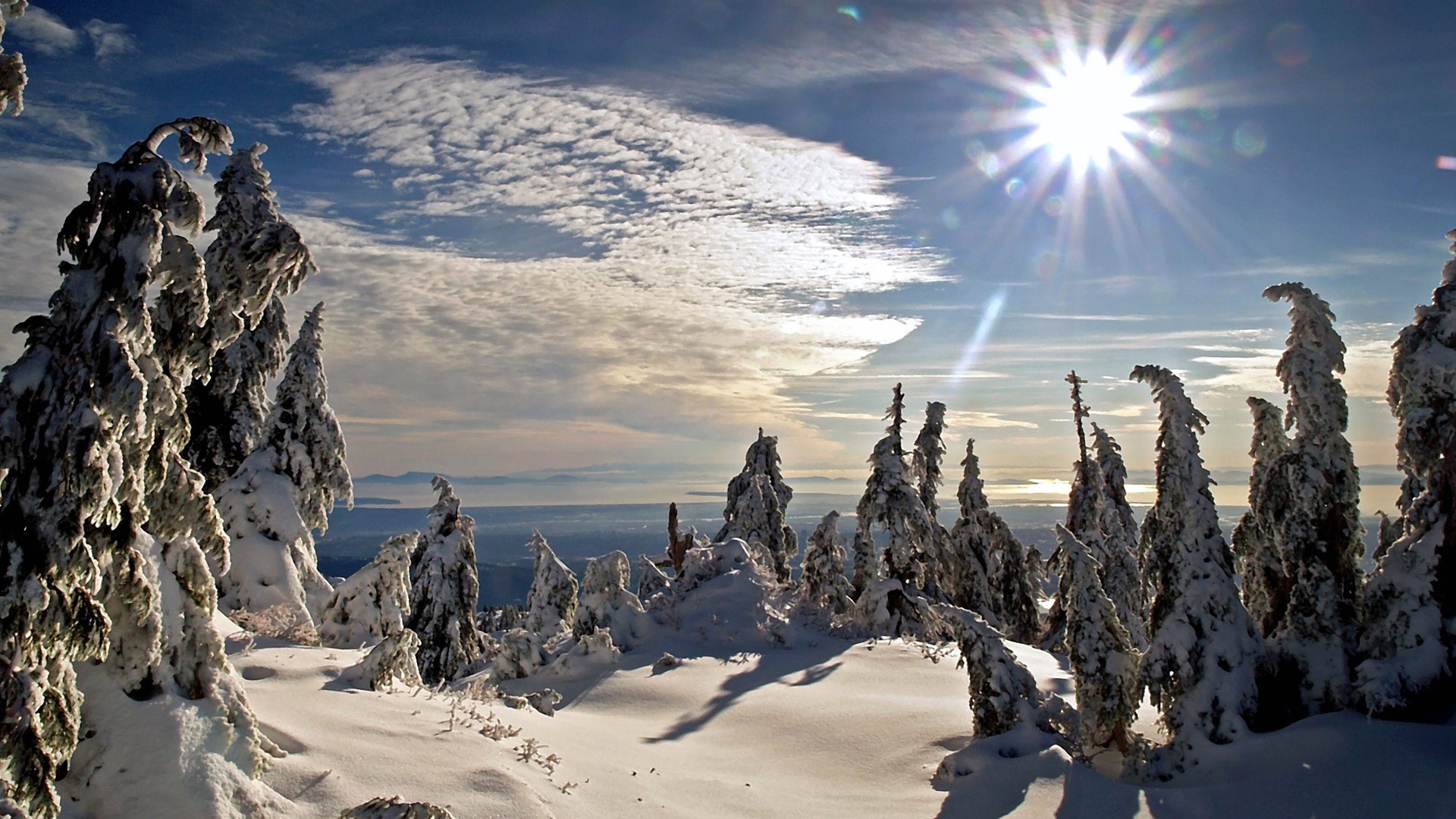 Snow-covered trees under a bright sun HD Wallpaper