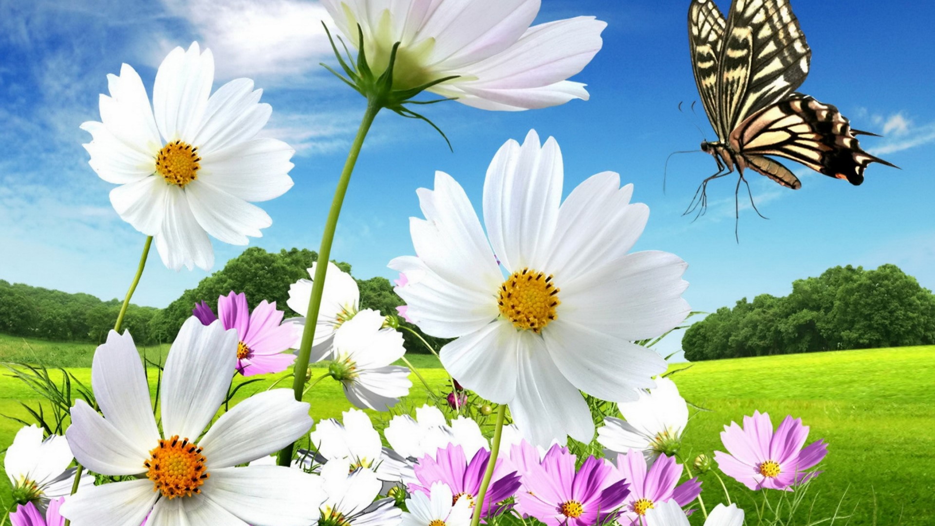 Spring Meadow with Flowers and Butterfly HD Wallpaper