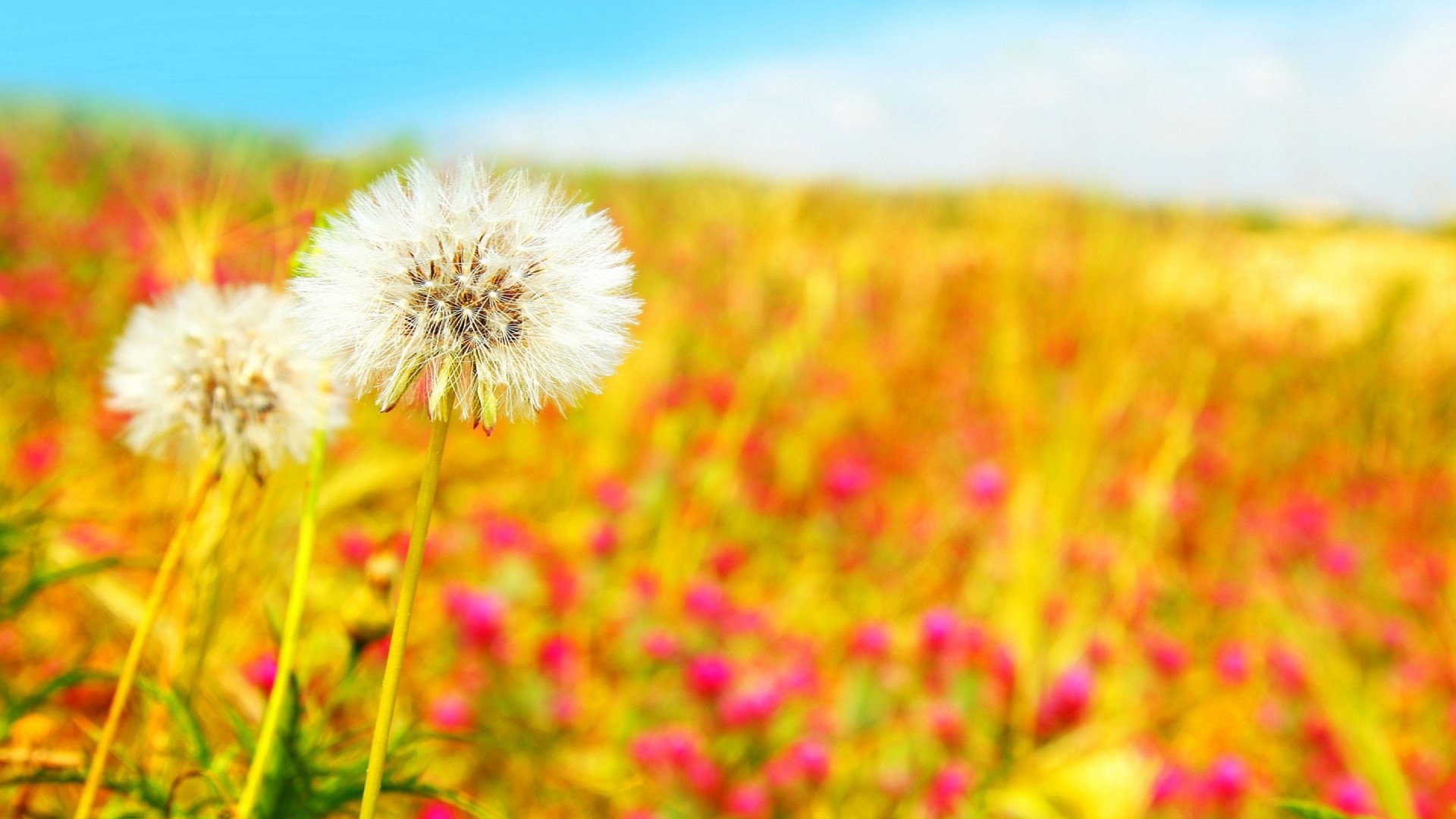 Spring Dandelions in a Field HD Wallpaper