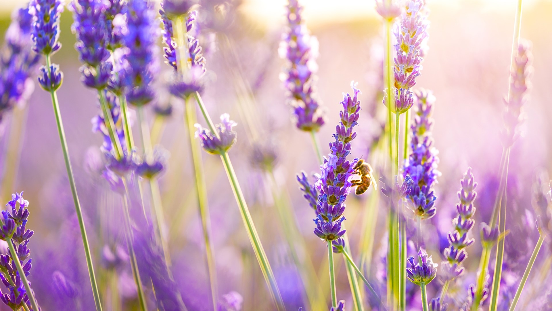 Lavender field with a bee HD Wallpaper