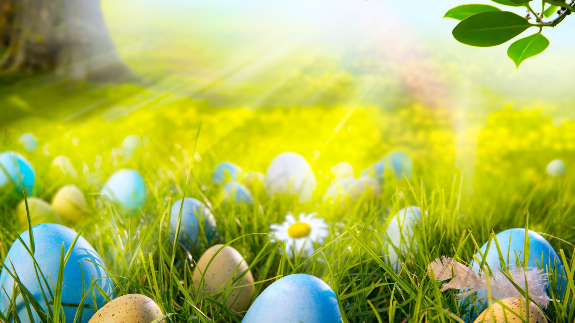 Easter Eggs in a Sunny Spring Meadow HD Wallpaper