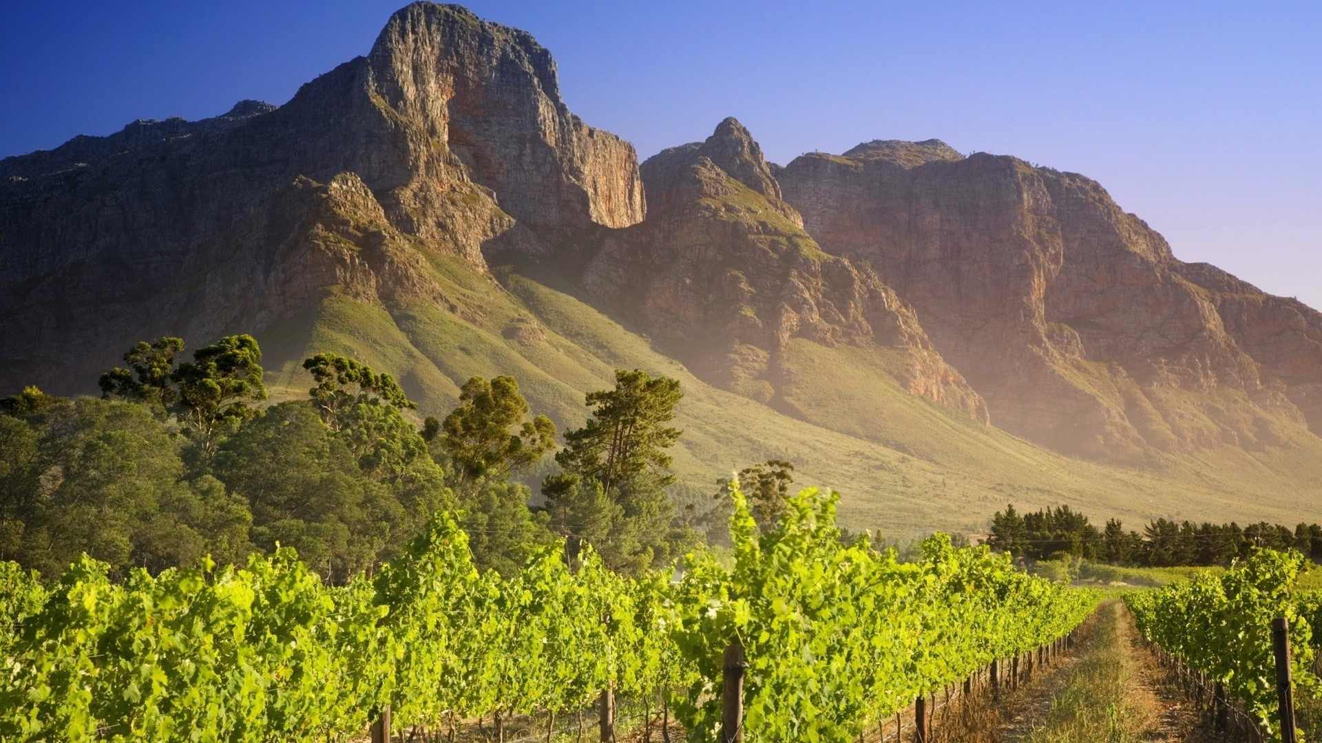 Vineyard with Mountains in the Background HD Wallpaper