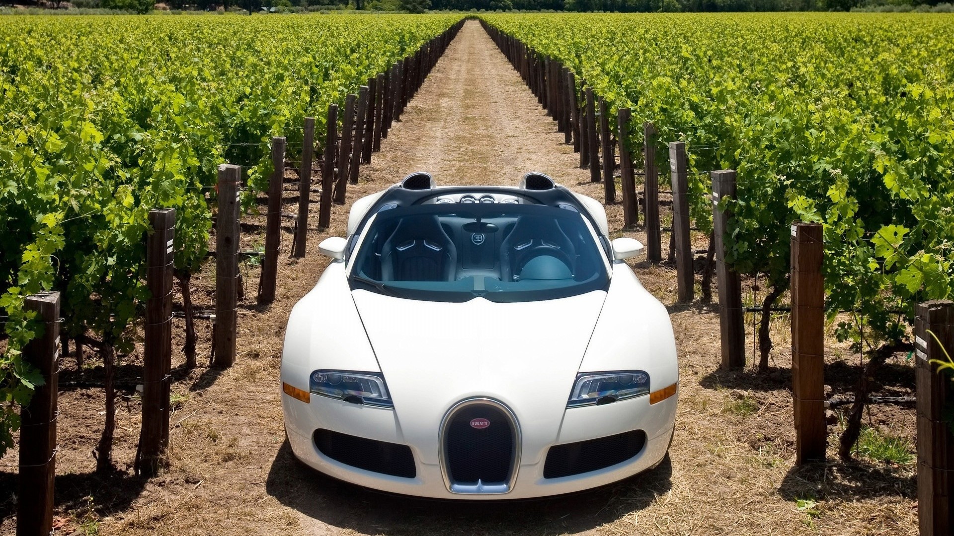 White Bugatti Veyron in a vineyard HD Wallpaper