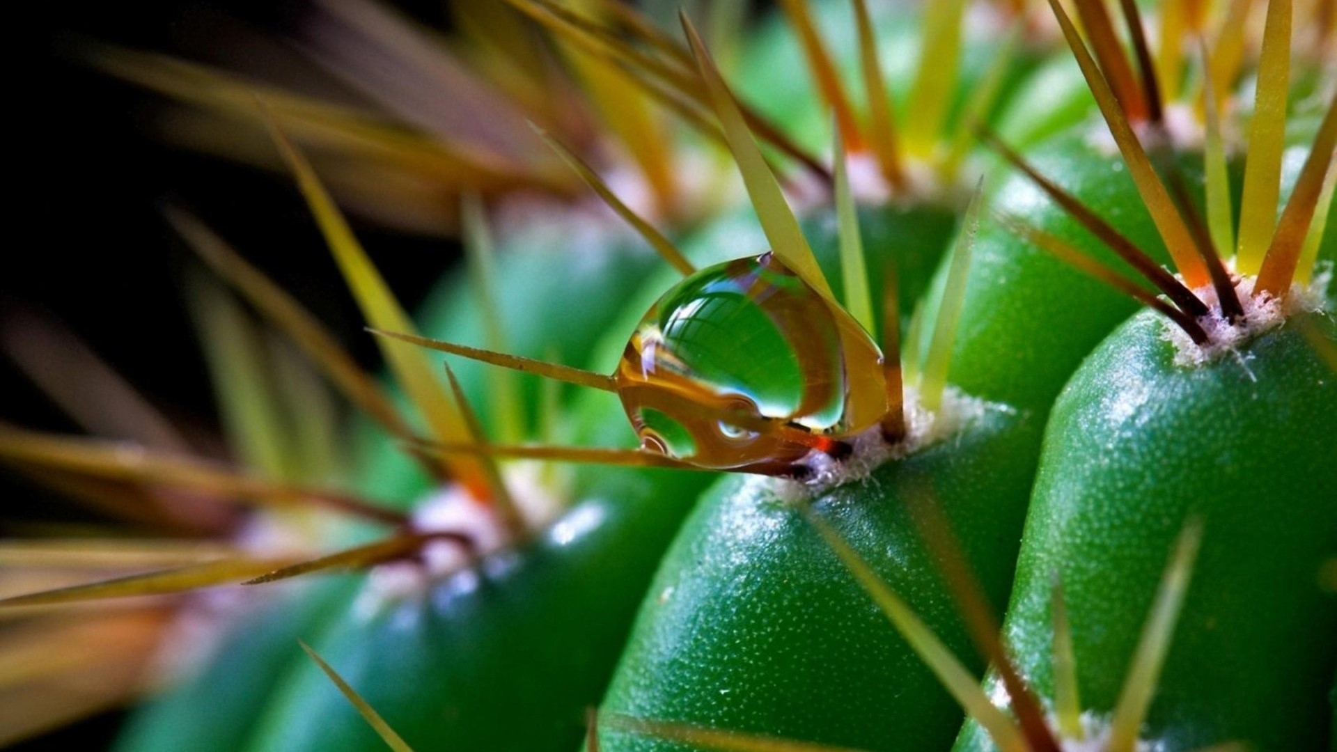 Close-up of a cactus with a water droplet HD Wallpaper