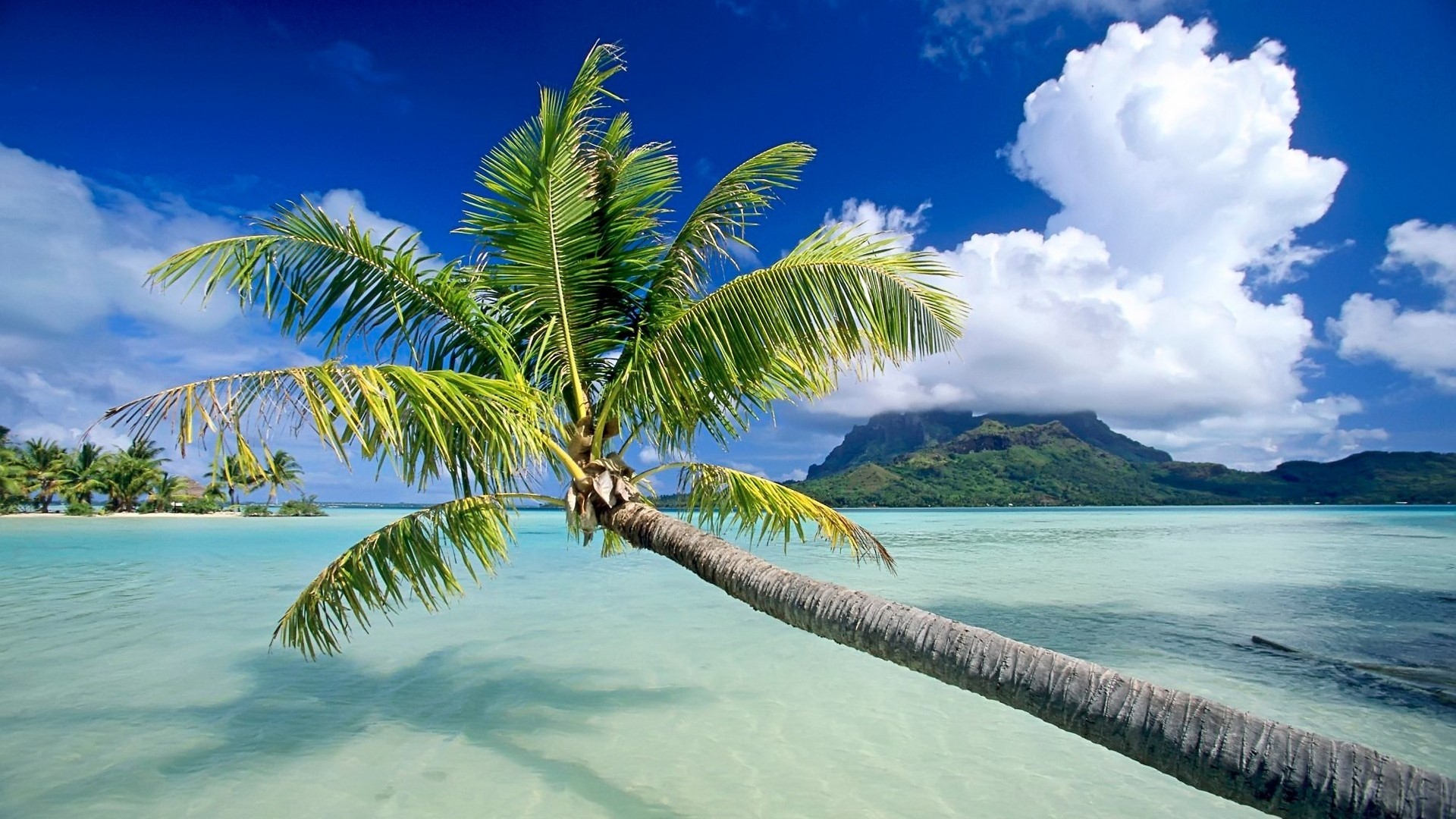Palm tree over turquoise water in Bora Bora HD Wallpaper