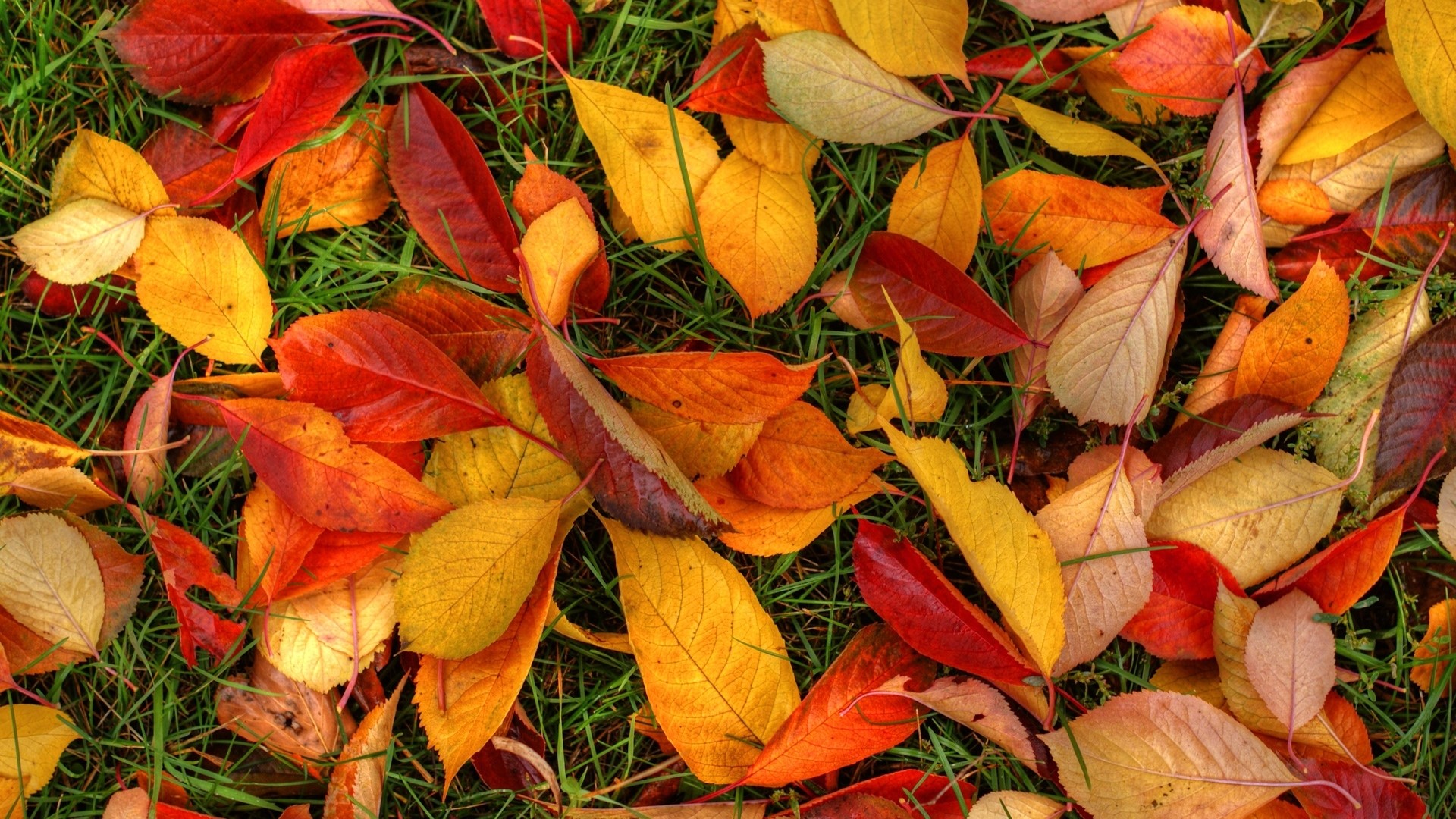 Autumn Leaves on Green Grass HD Wallpaper