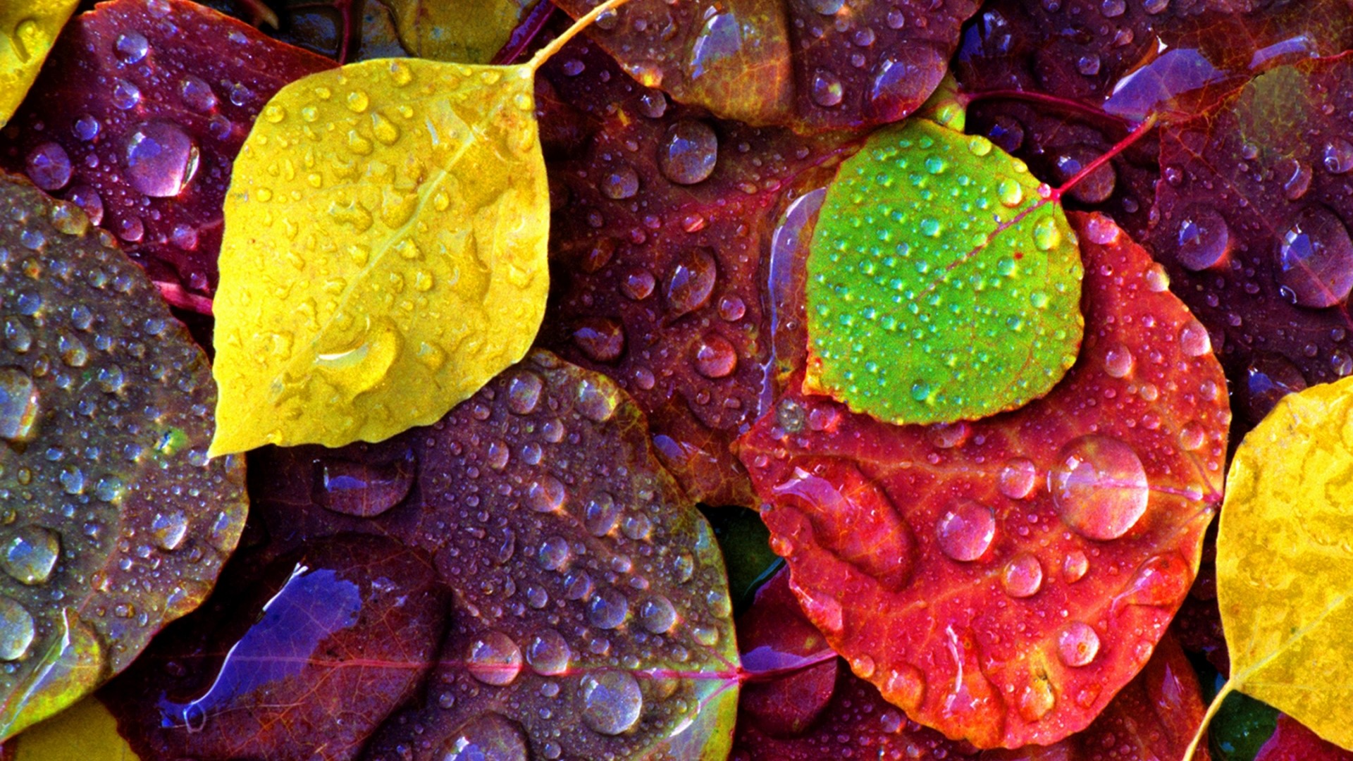 Colorful Autumn Leaves with Water Droplets HD Wallpaper