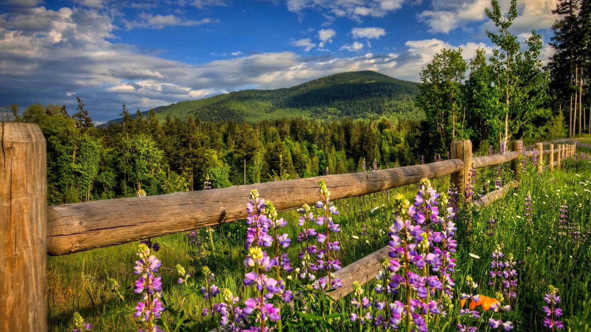 Mountain landscape with wooden fence and wildflowers HD Wallpaper