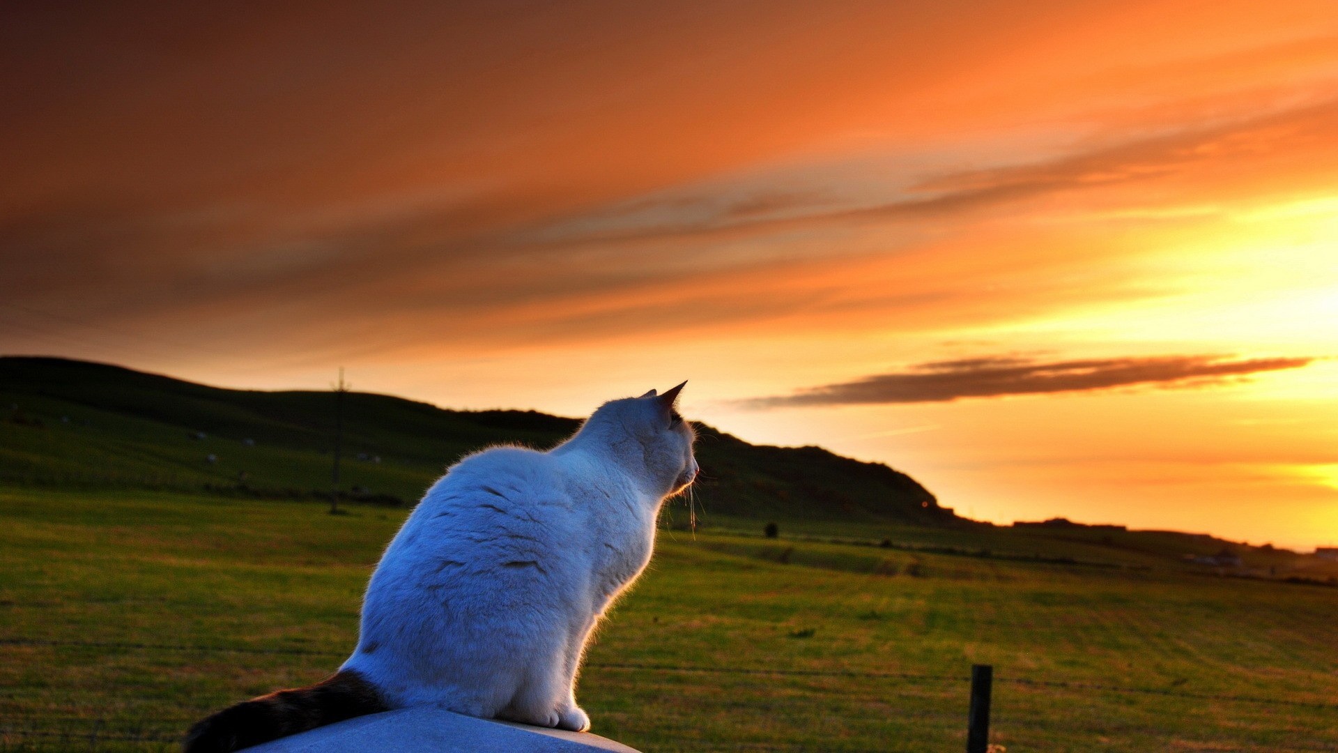 White cat watching a sunset over a grassy field HD Wallpaper