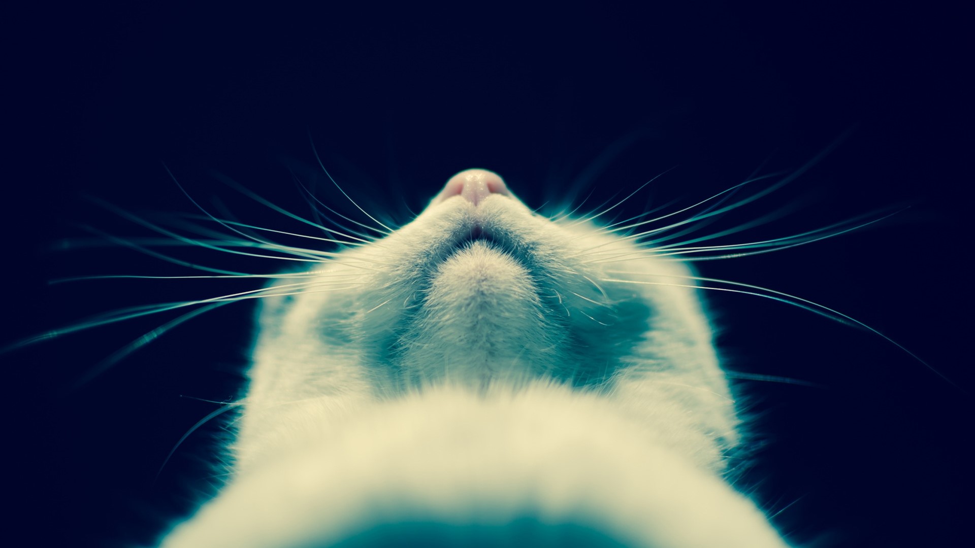 Close-up of a white cat's face and whiskers HD Wallpaper