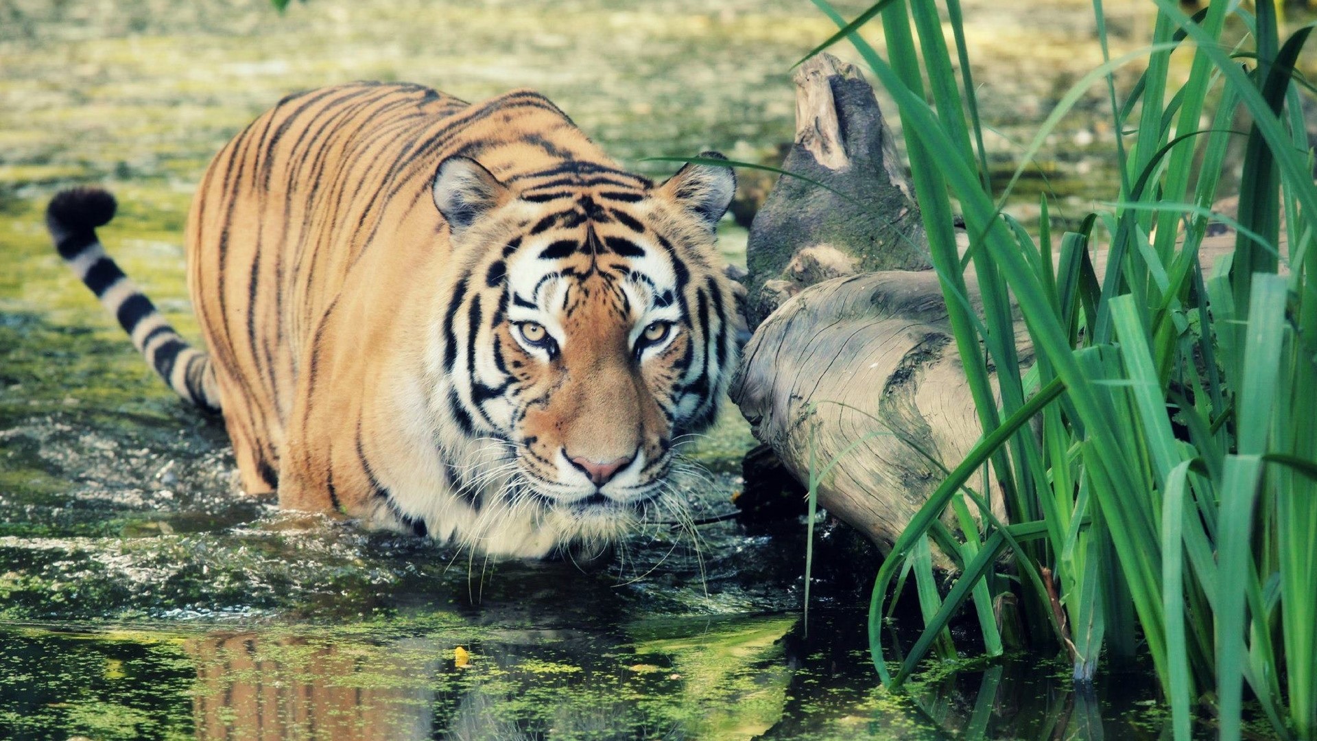 Tiger in water with reeds and log HD Wallpaper