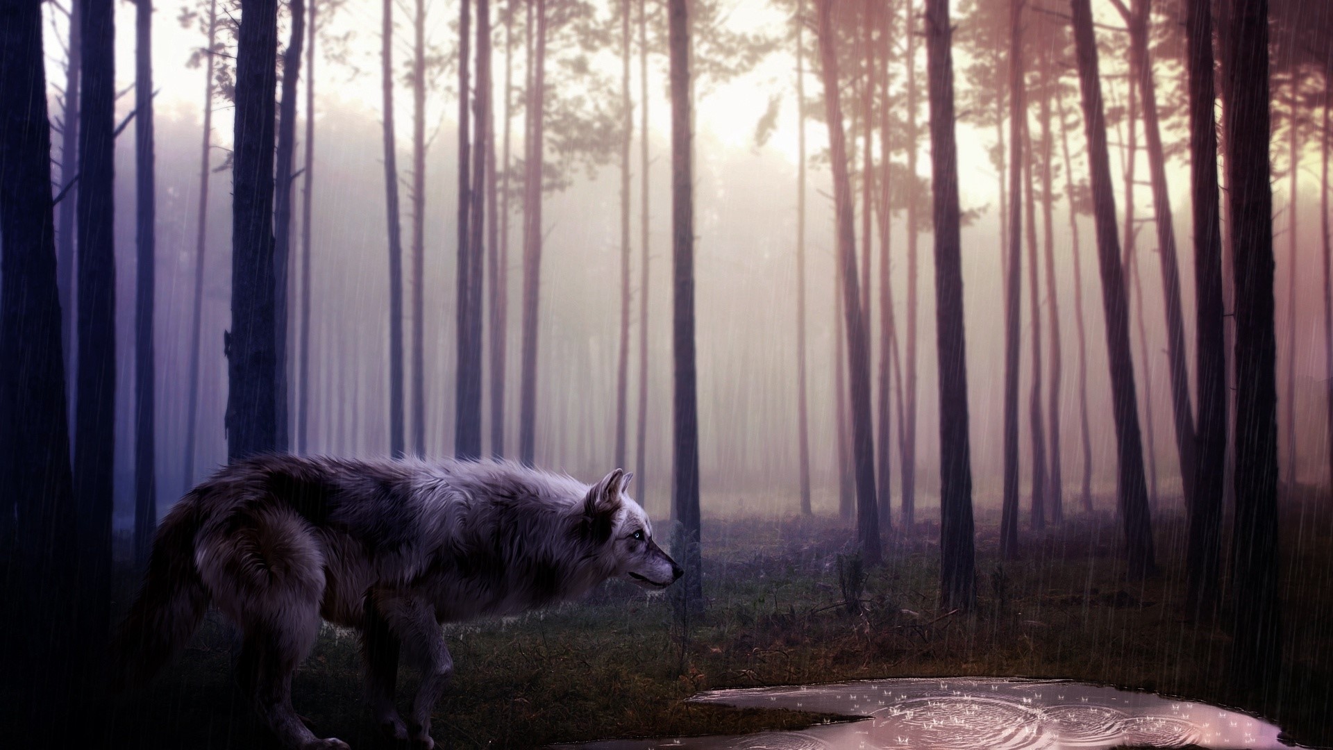 Wolf in a misty forest during rain HD Wallpaper
