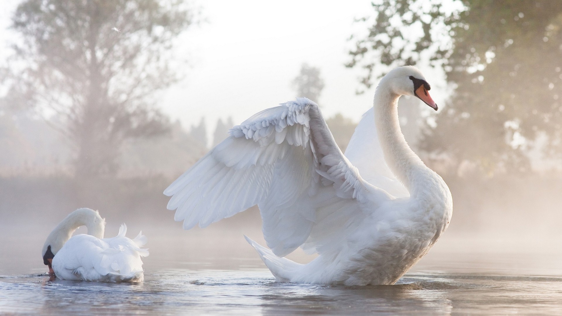 Two white swans in misty water HD Wallpaper