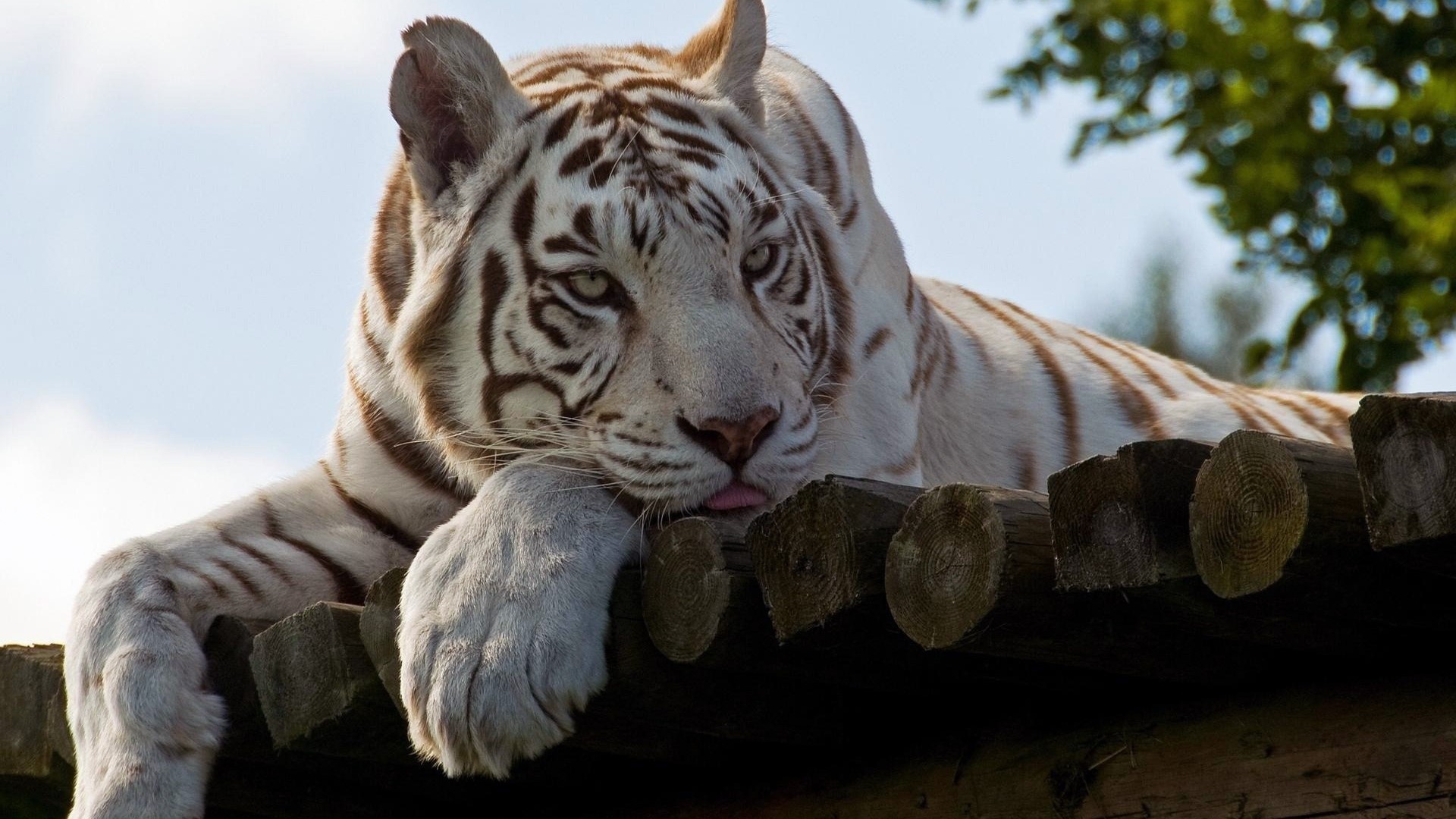 White Tiger Lying on Wooden Structure HD Wallpaper