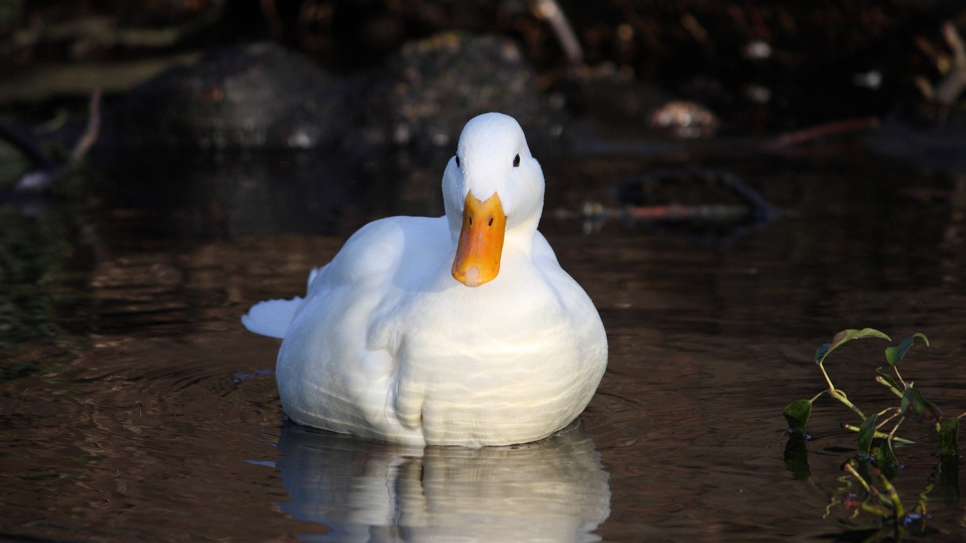 White duck swimming in water HD Wallpaper