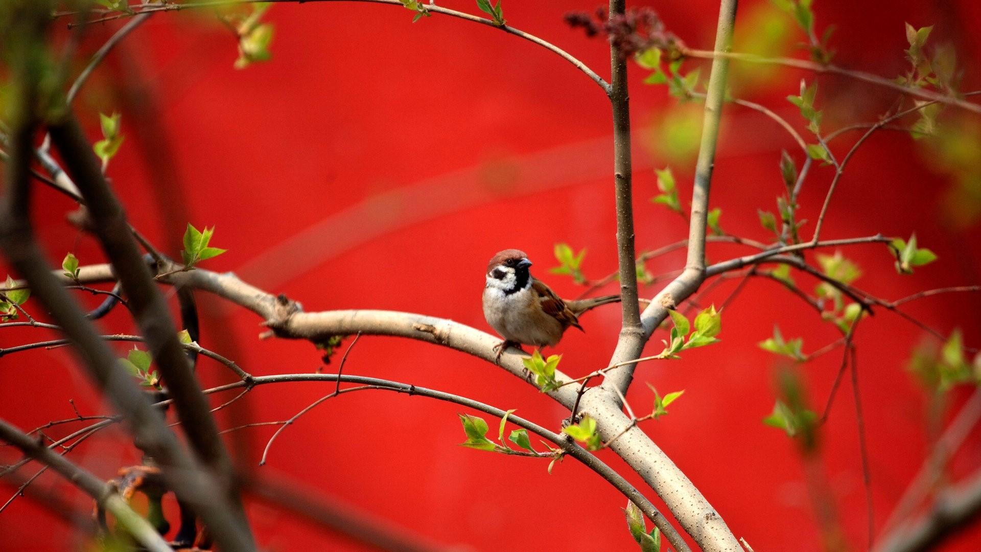 Sparrow on a branch with red background HD Wallpaper