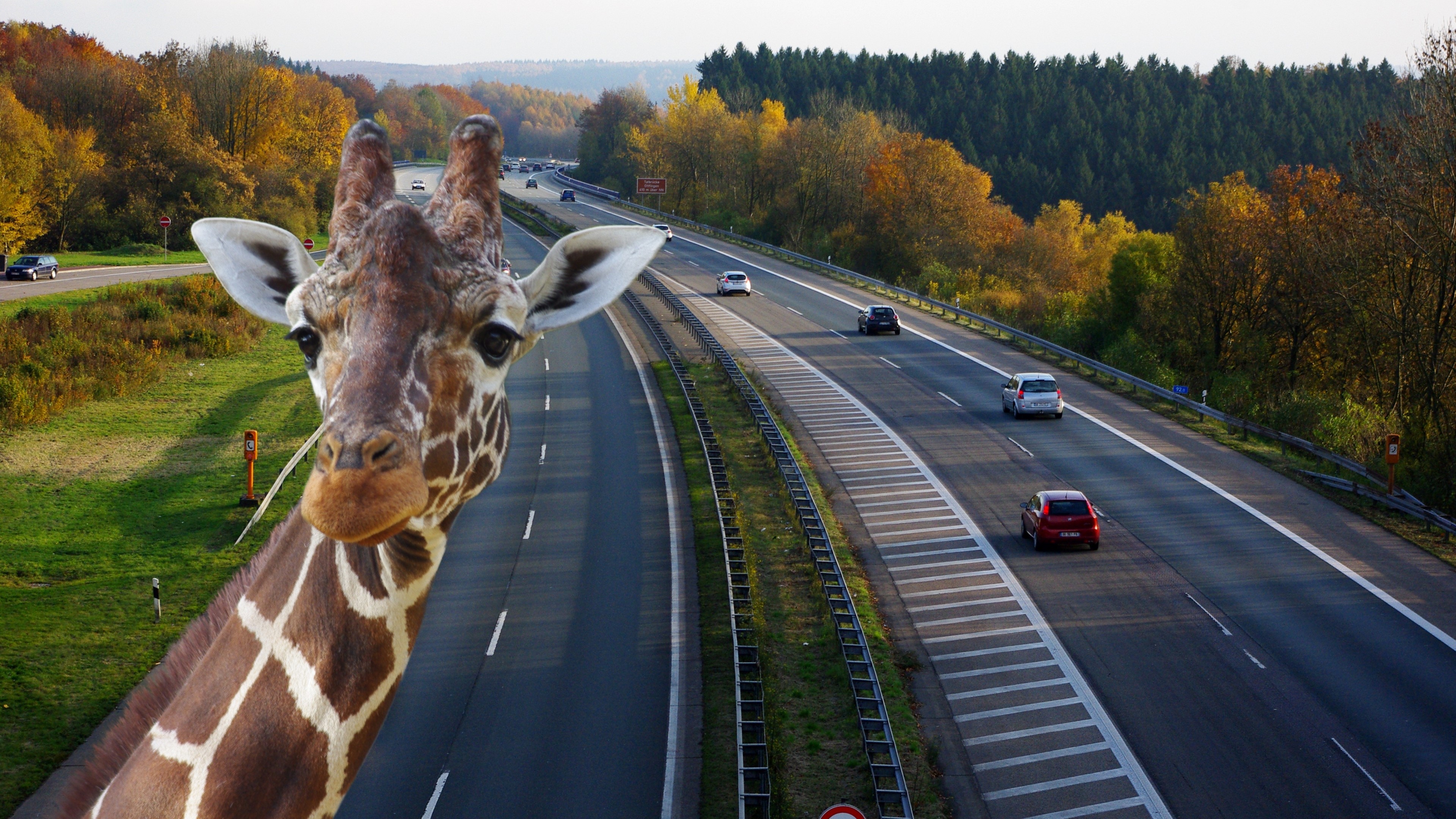 Giraffe on a Highway HD Wallpaper
