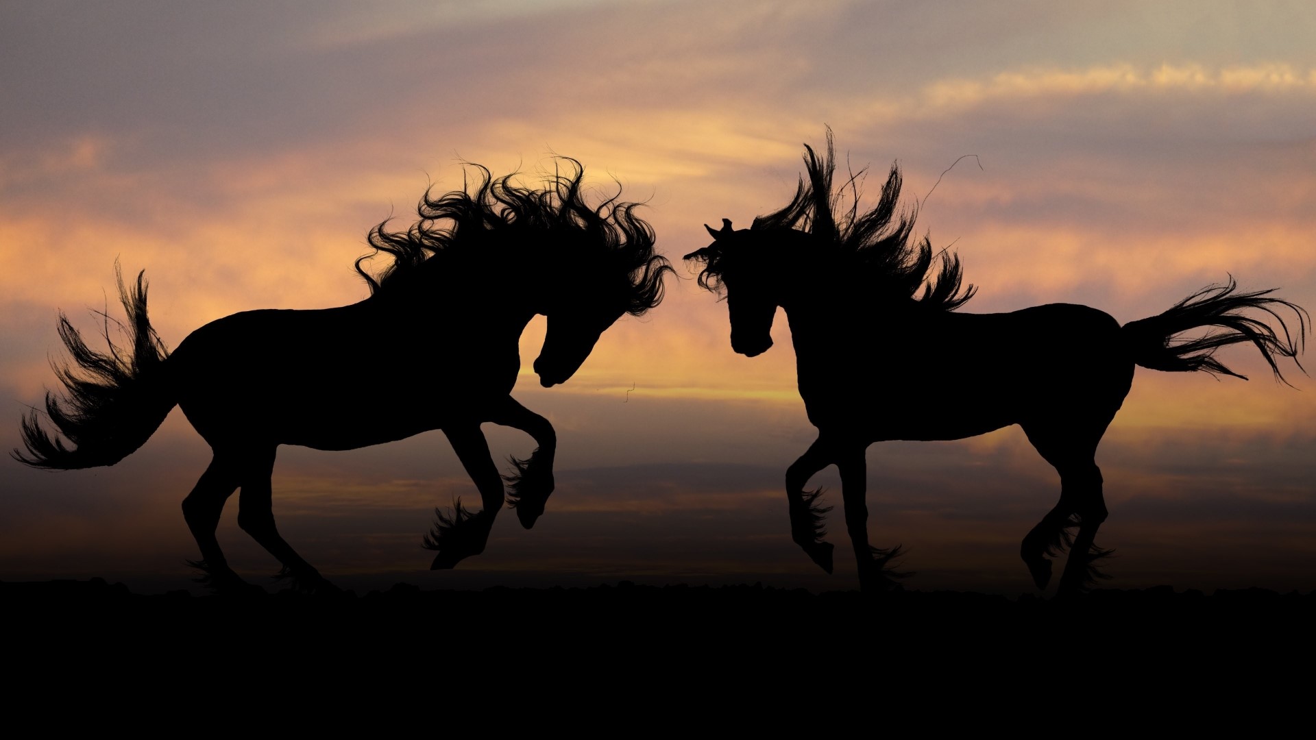Two wild horses silhouetted against a sunset HD Wallpaper