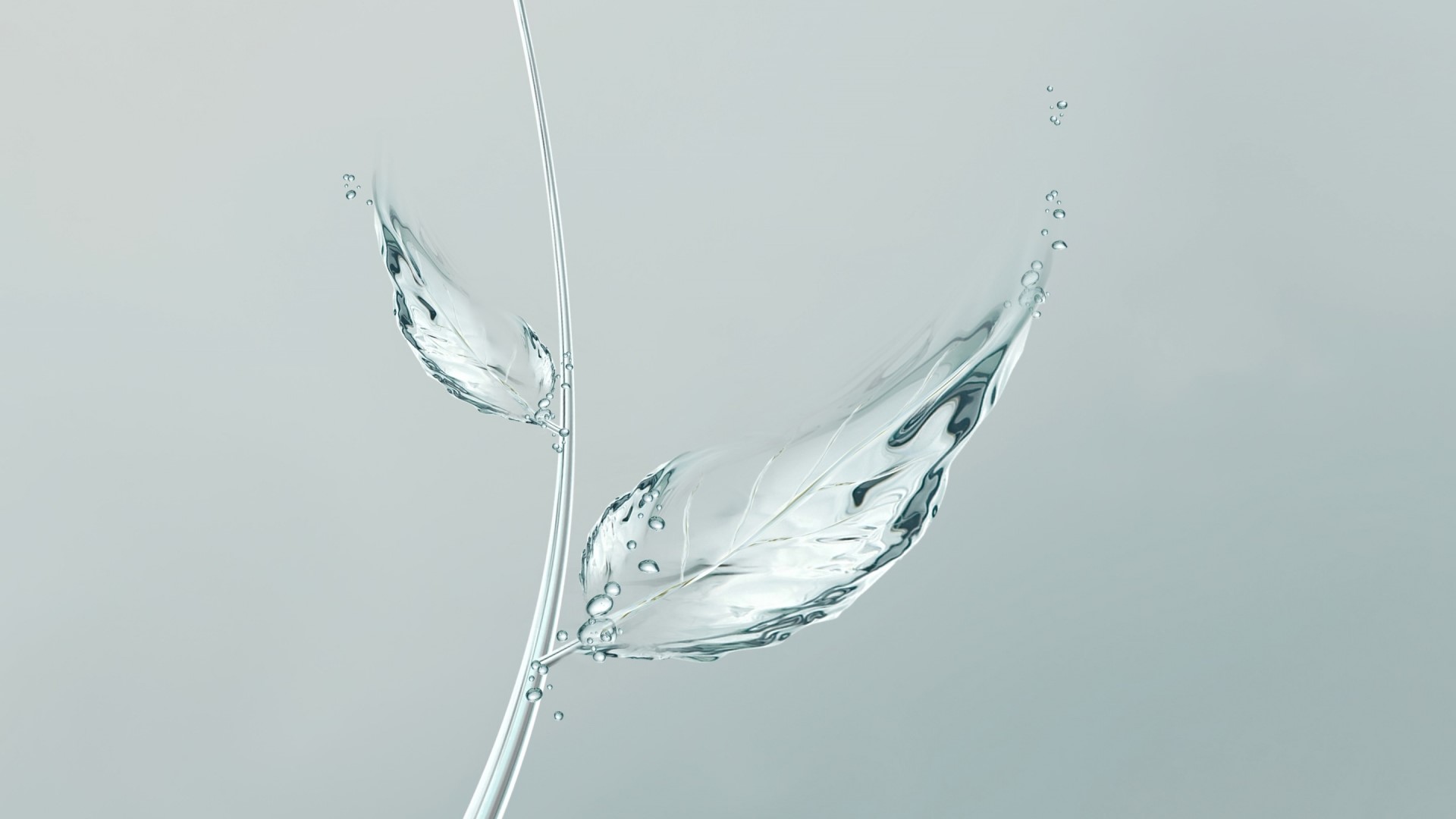 Water leaves on a stem HD Wallpaper