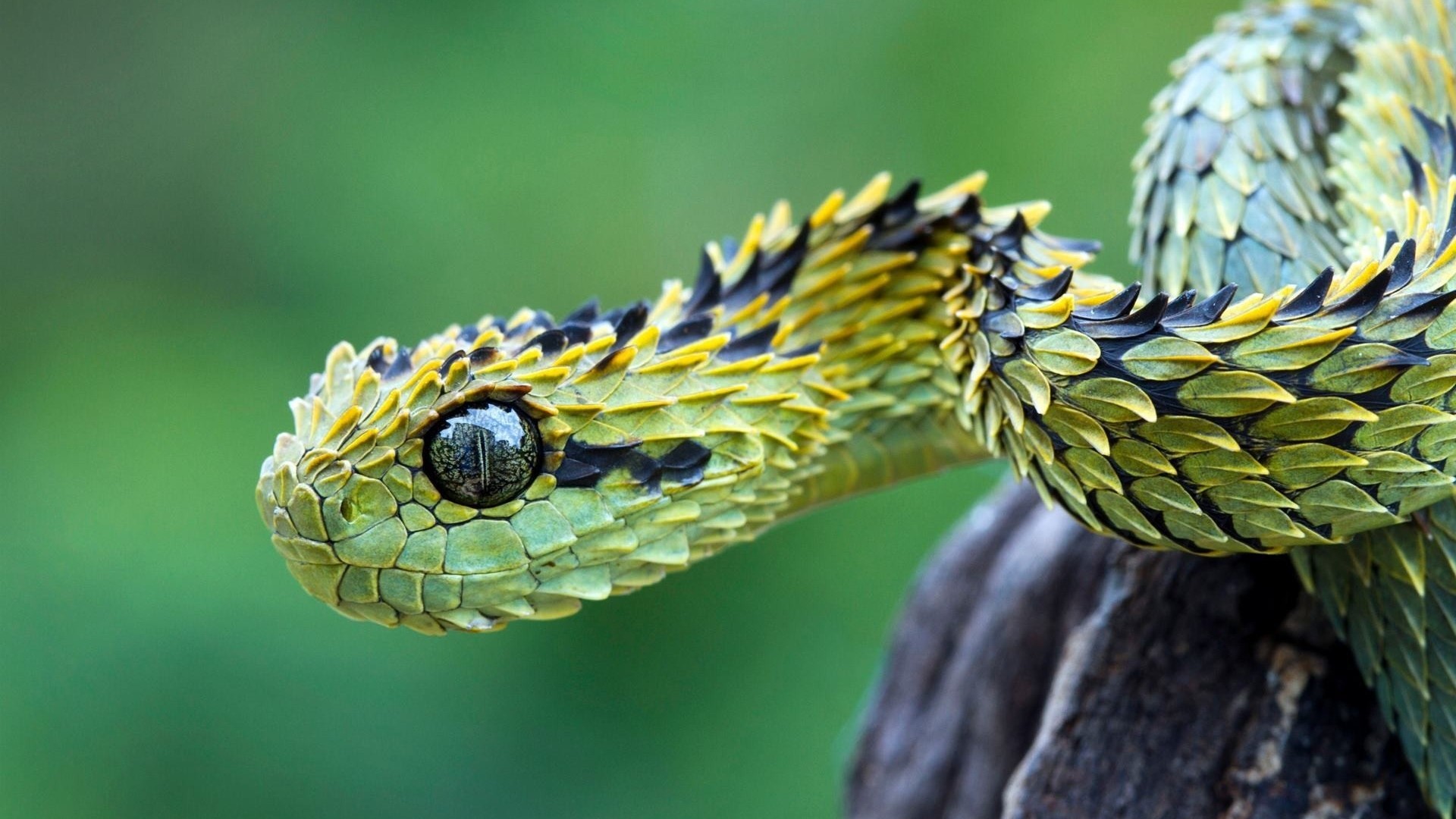 Close-up of a spiny bush viper snake HD Wallpaper