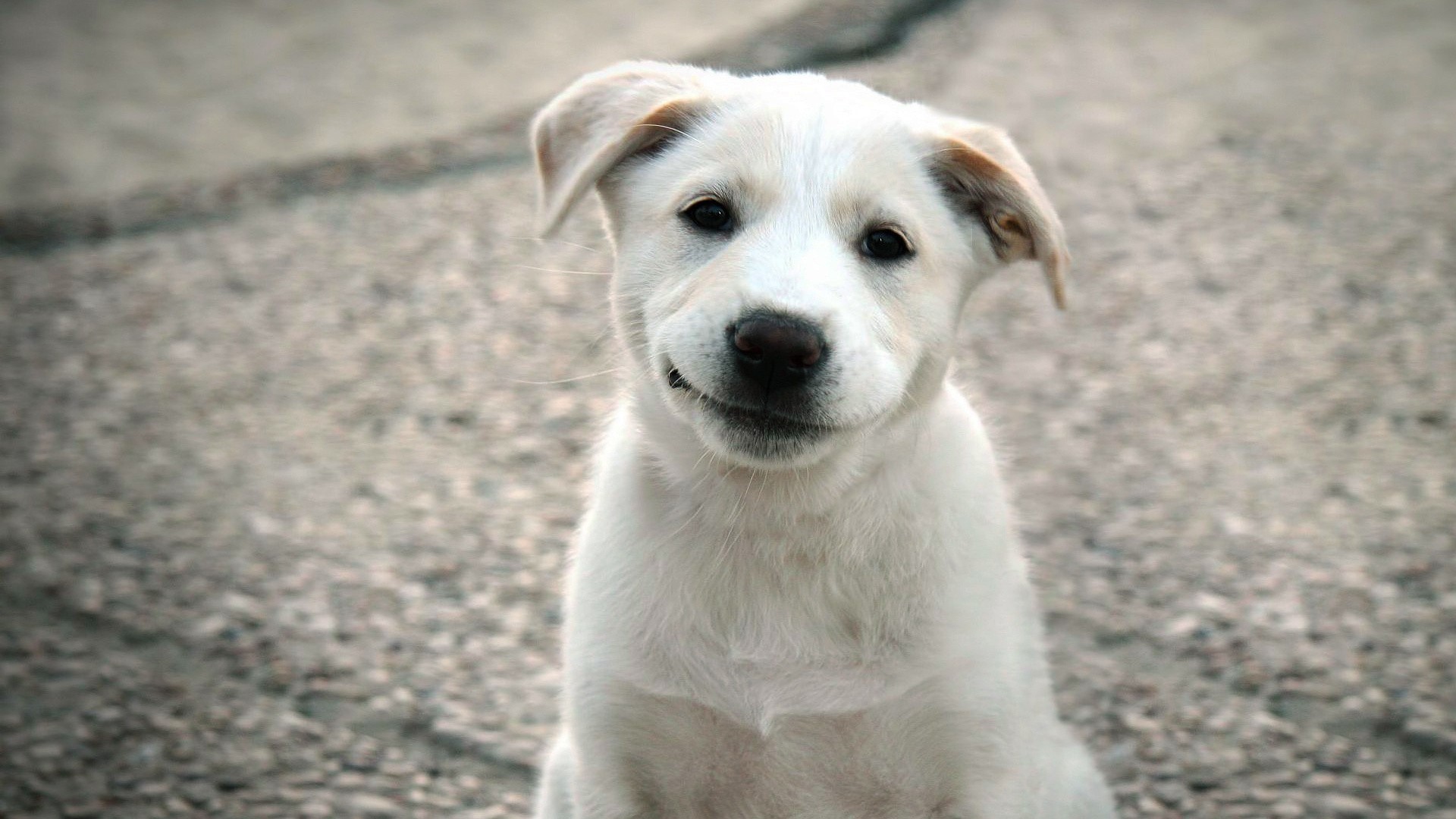 White puppy with a smirk HD Wallpaper