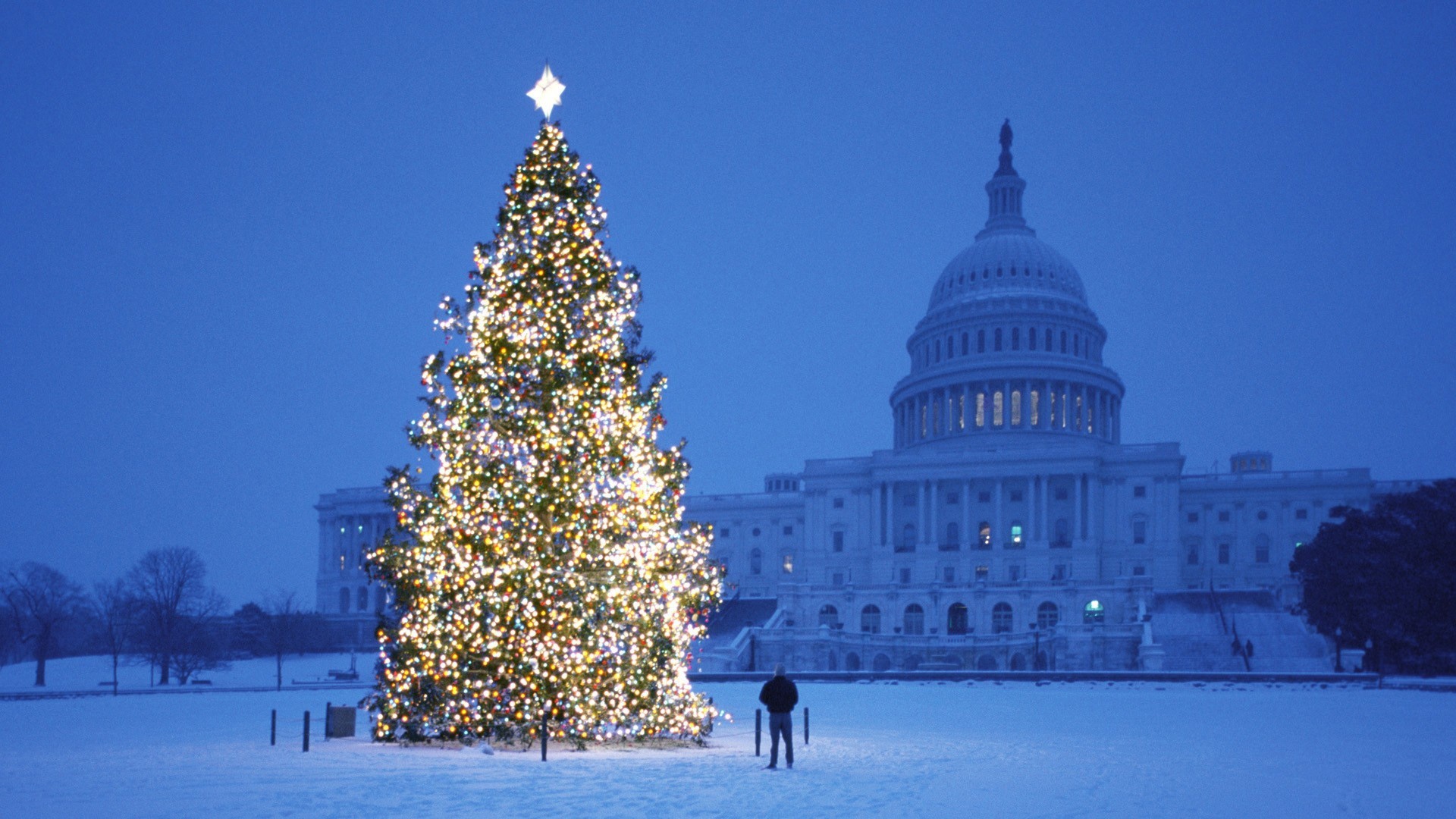 US Capitol Christmas Tree in Snow HD Wallpaper