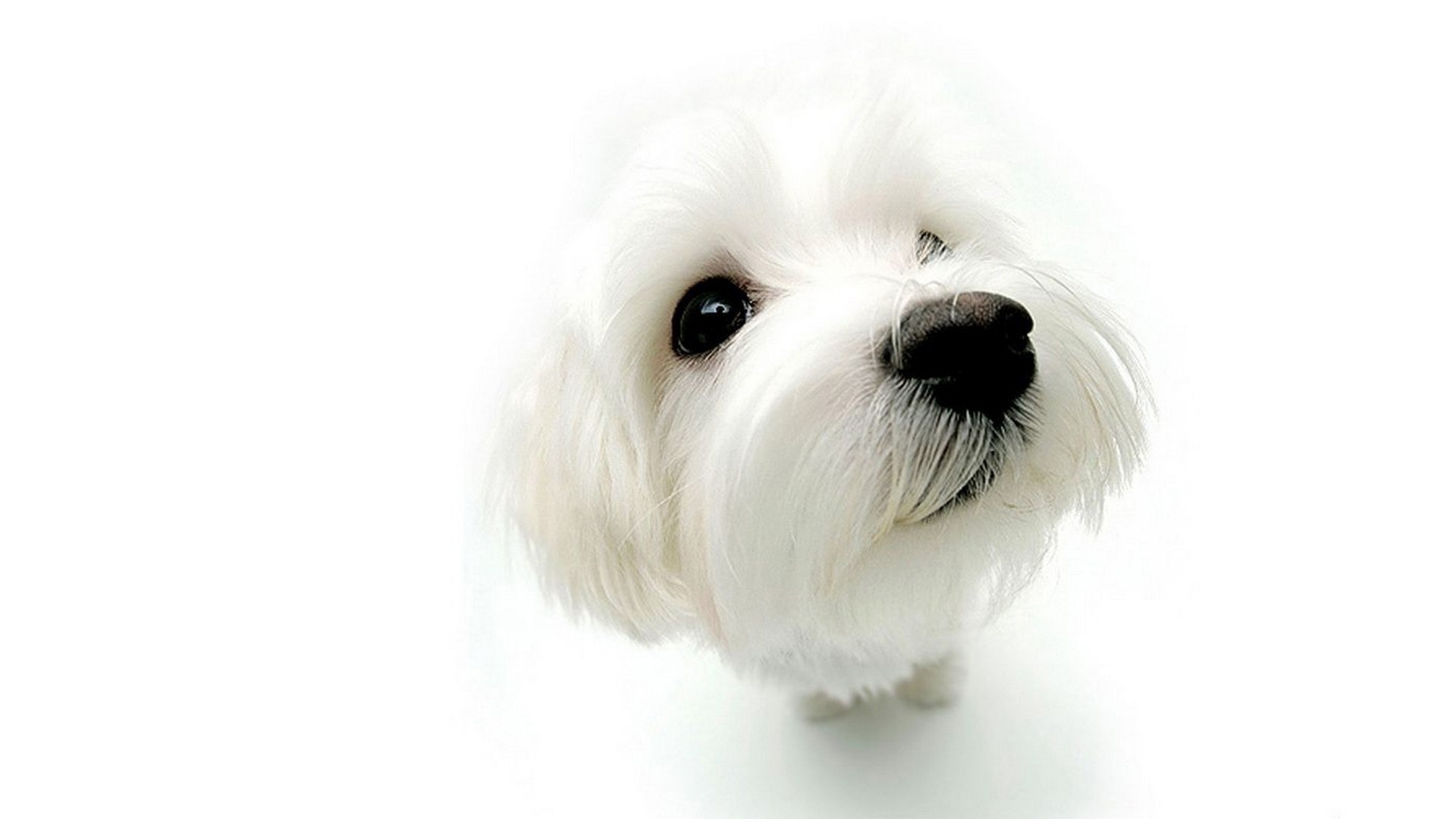 Close-up of a white Maltese dog HD Wallpaper