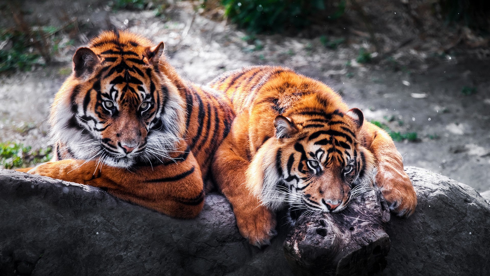 Two tigers resting on a rock HD Wallpaper